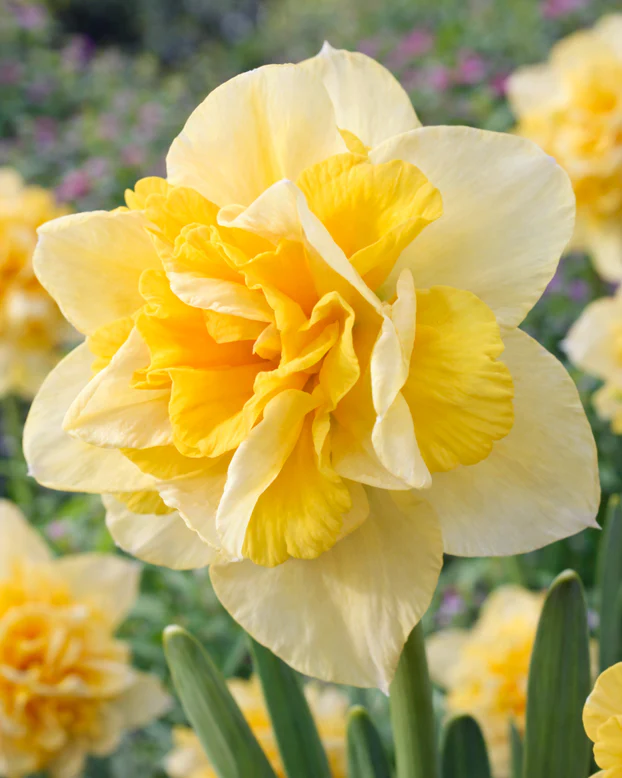 Cultivate Your Extraordinary Garden