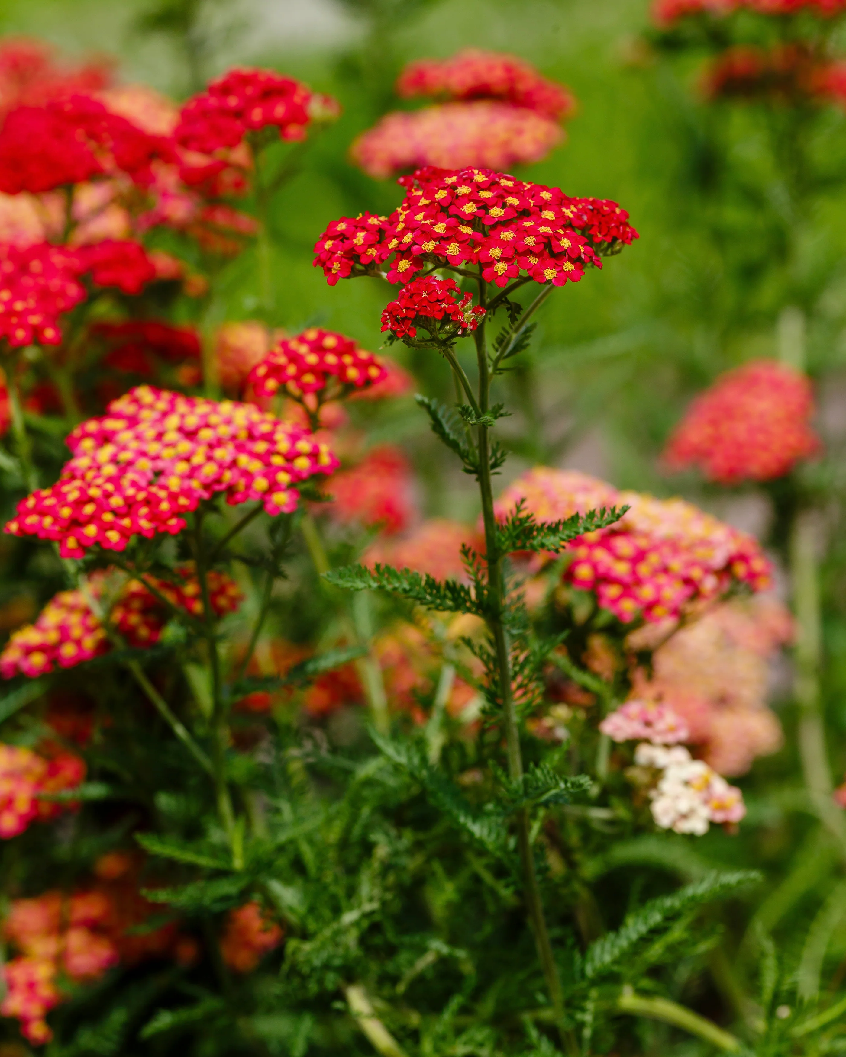 Achillea 'Short Red' - Image 2