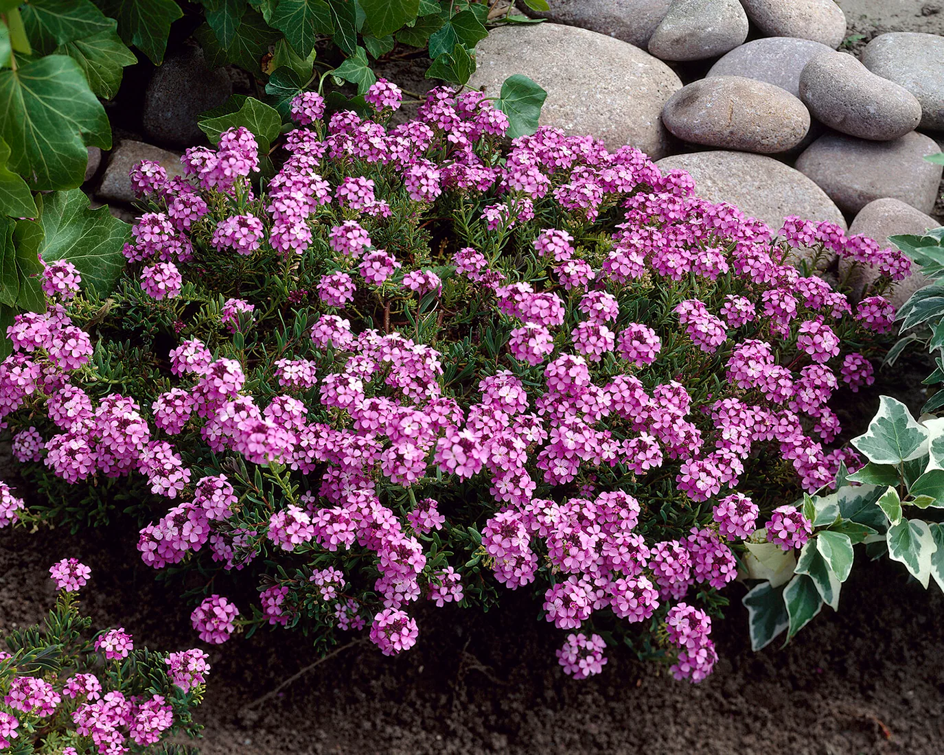 Aethionema 'Warley Rose' - Image 8