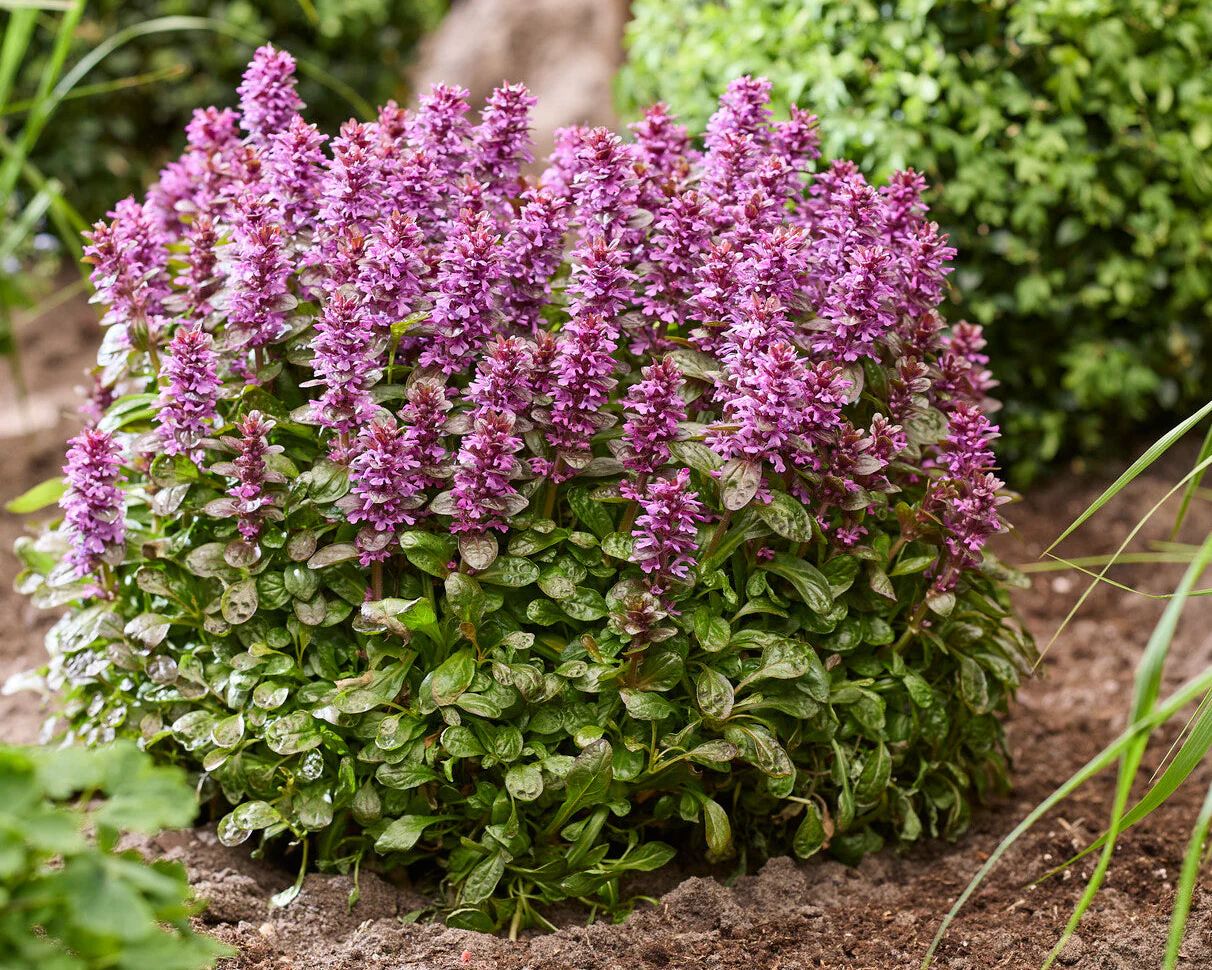 Ajuga 'Midnight Mystery' - Image 2