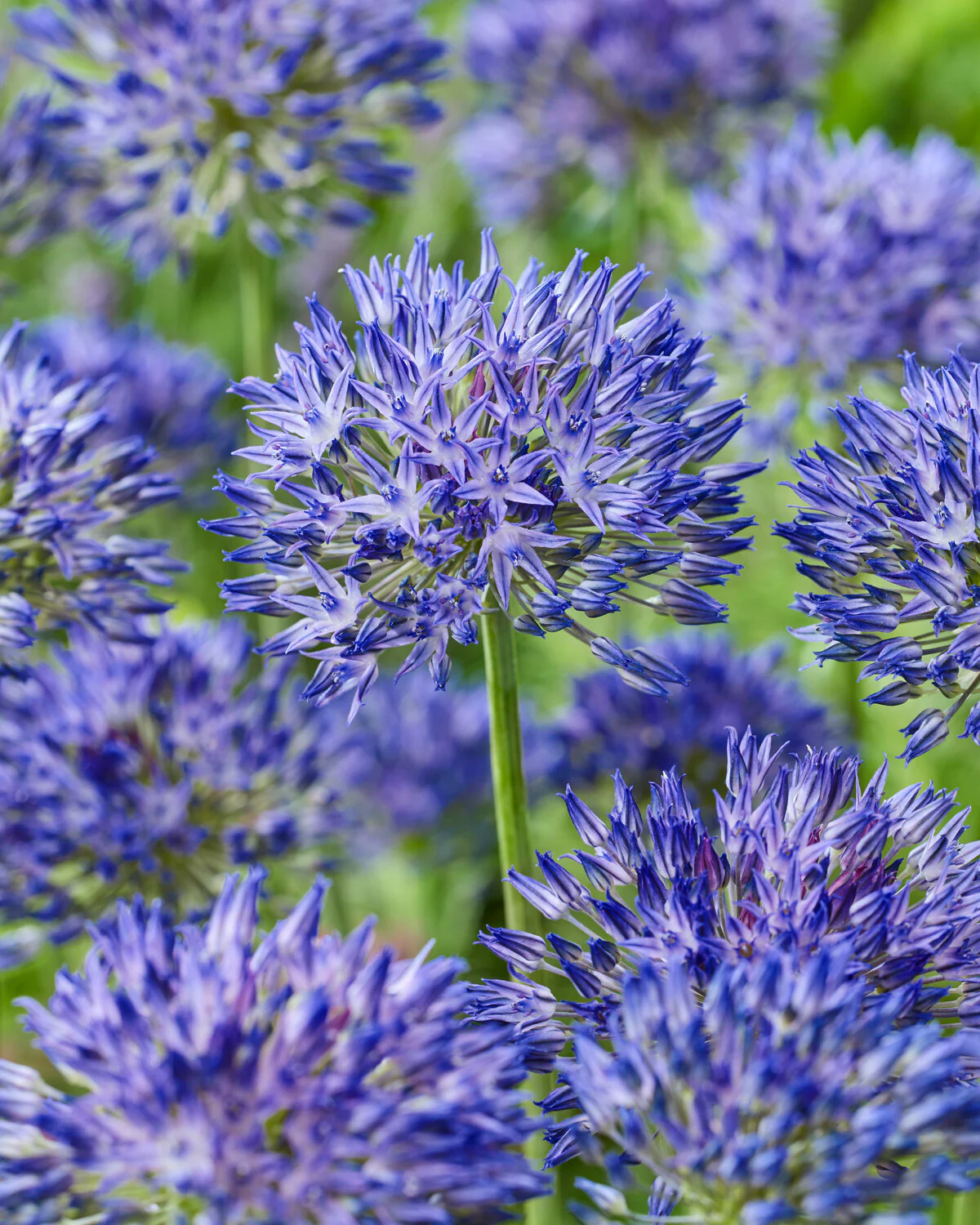 Allium 'Blue Monday' - Image 3