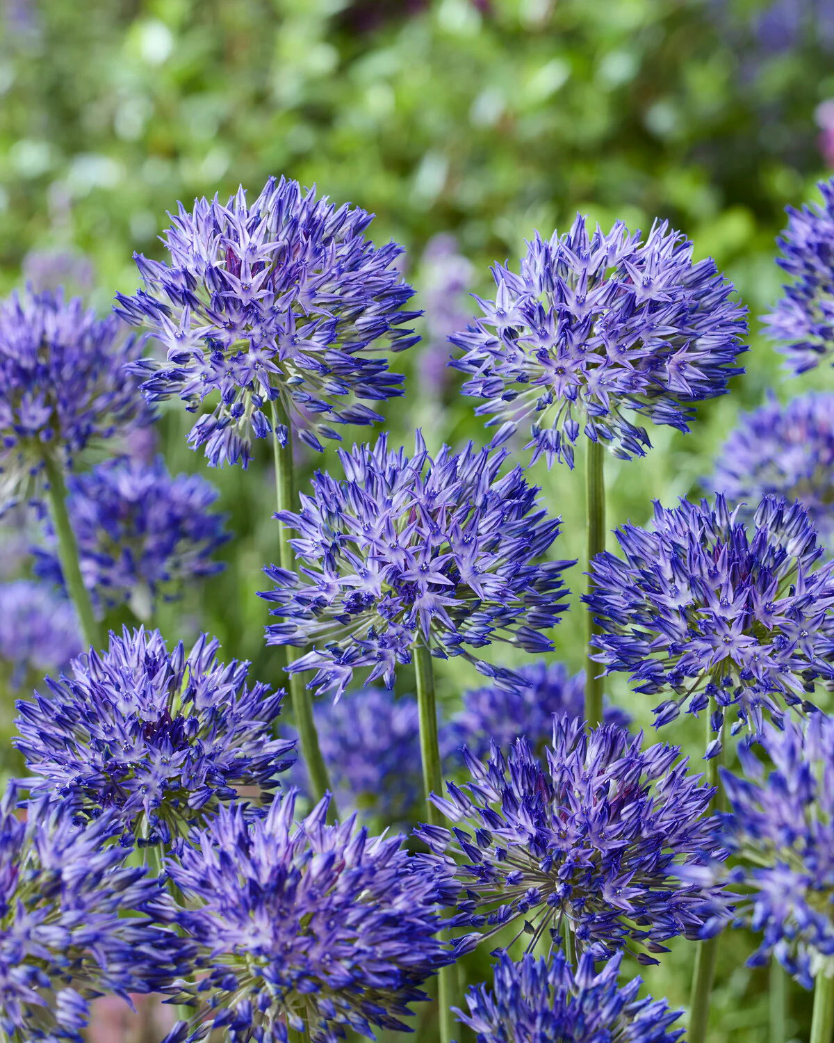 Allium 'Blue Monday' - Image 5