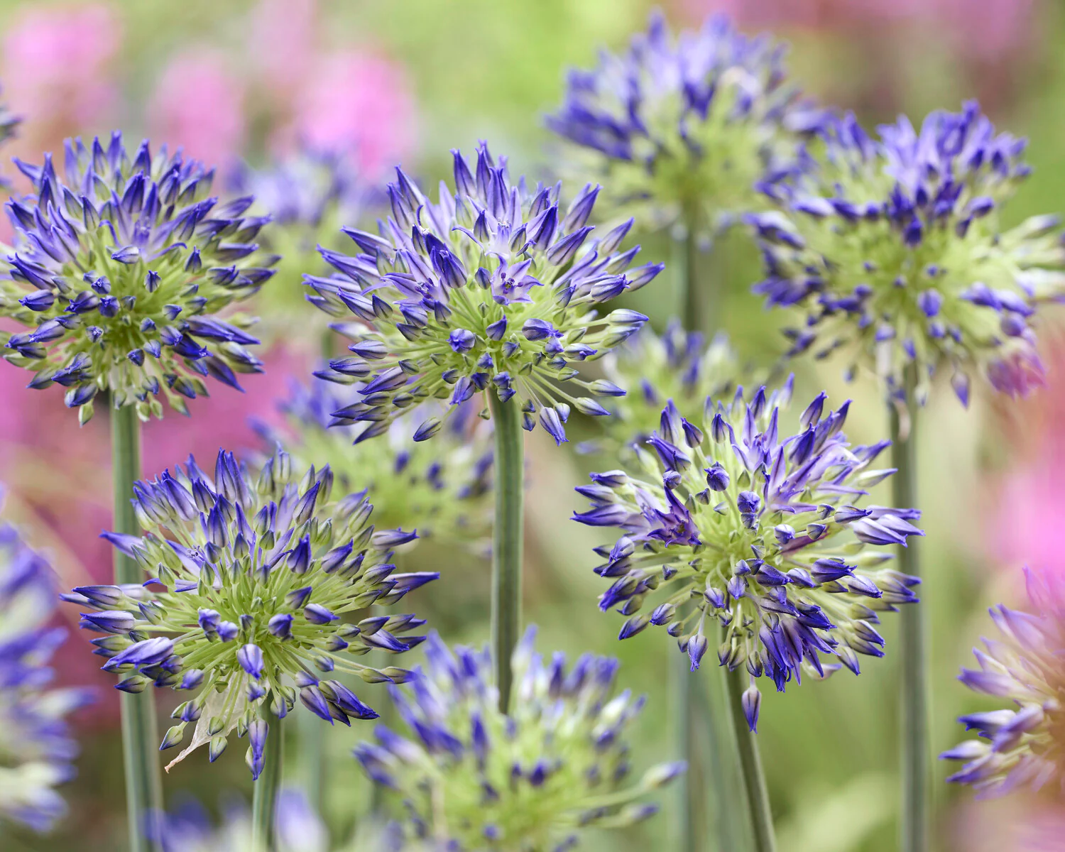 Allium 'Blue Monday' - Image 6