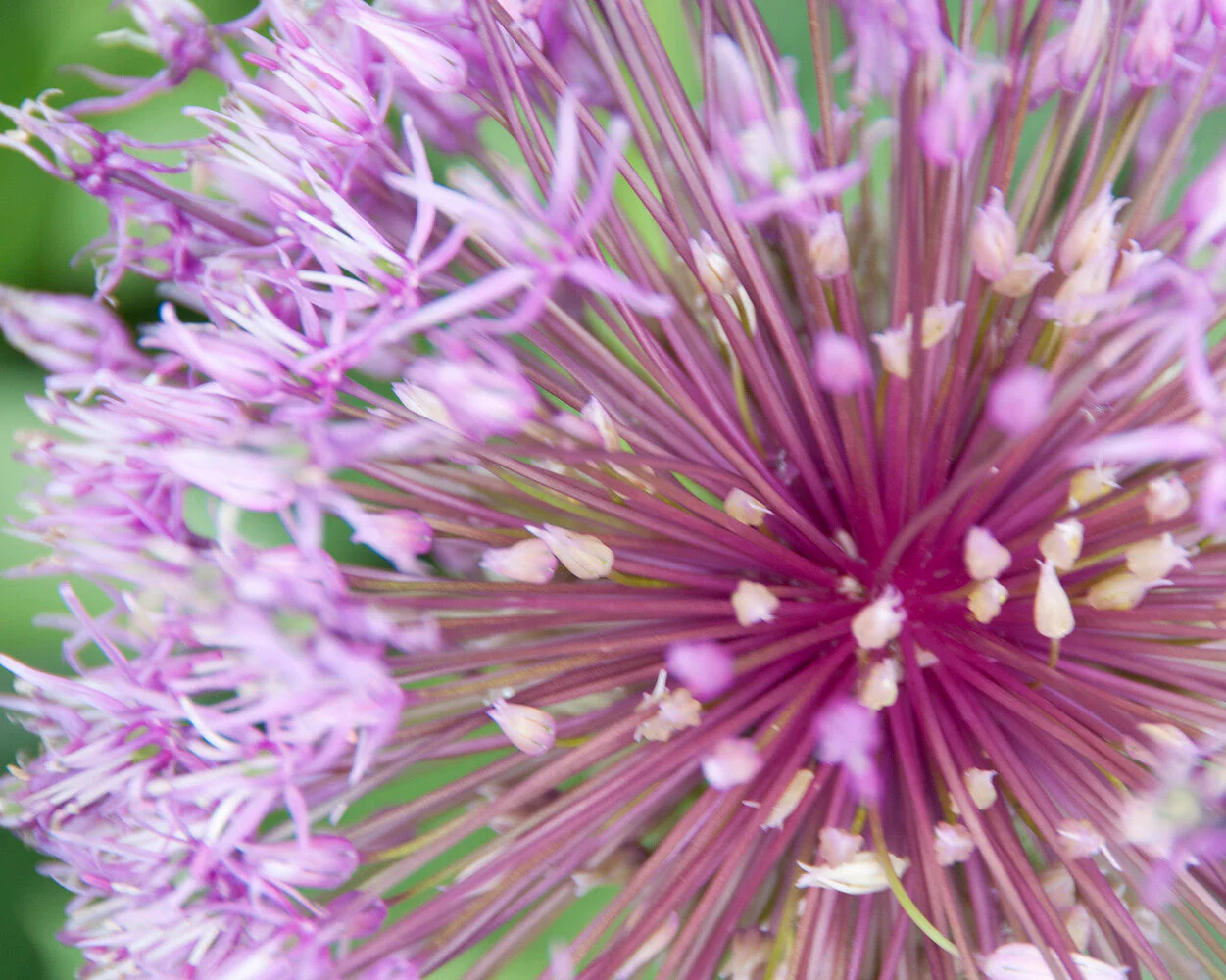 Allium 'Early Emperor' - Image 4