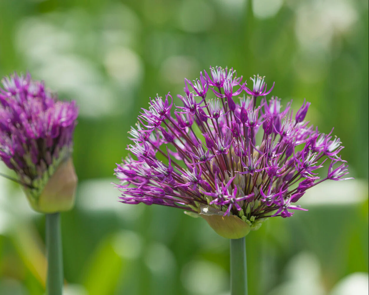 Allium 'Early Emperor' - Image 5