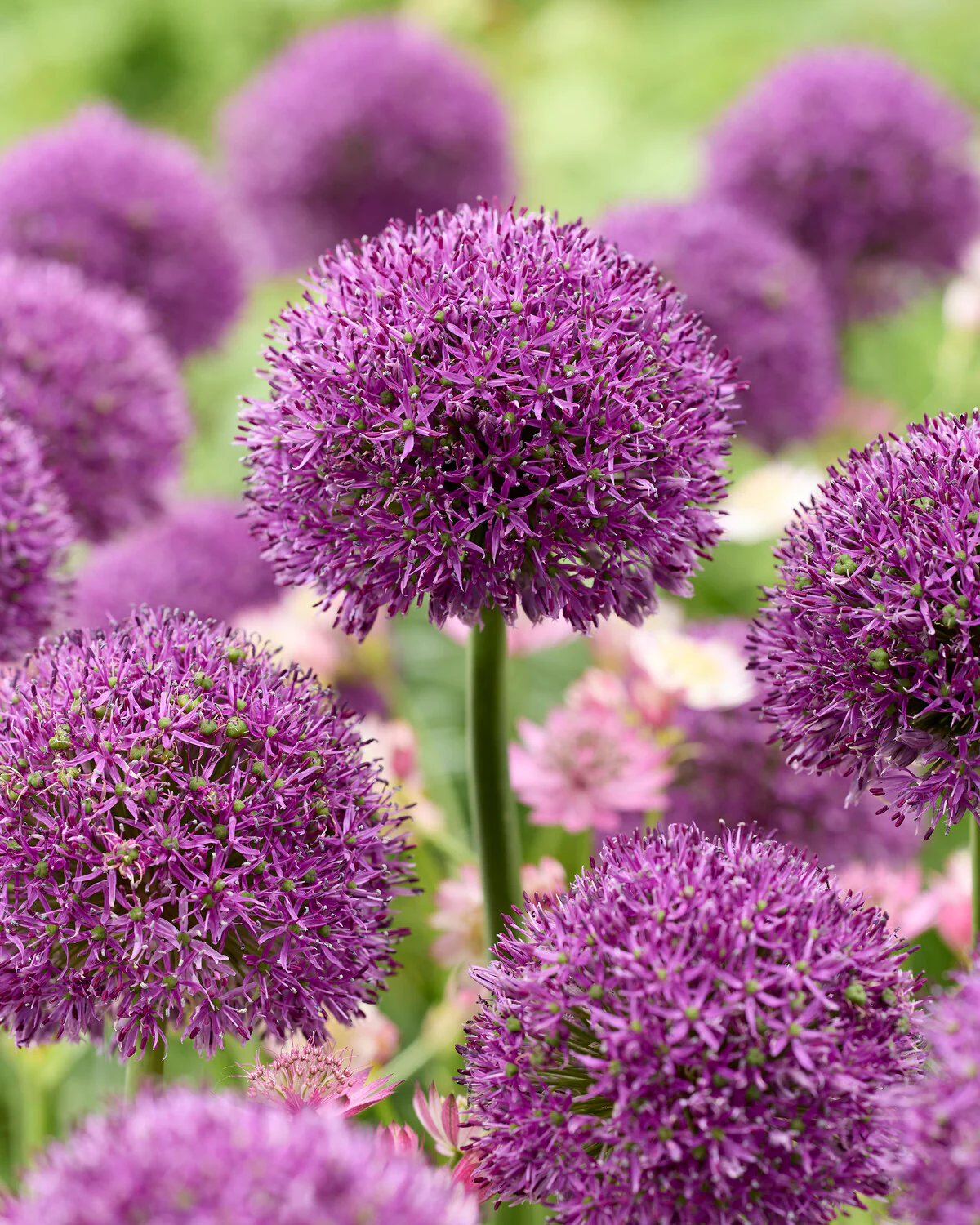 Allium 'Gladiator Sensation' - Image 3