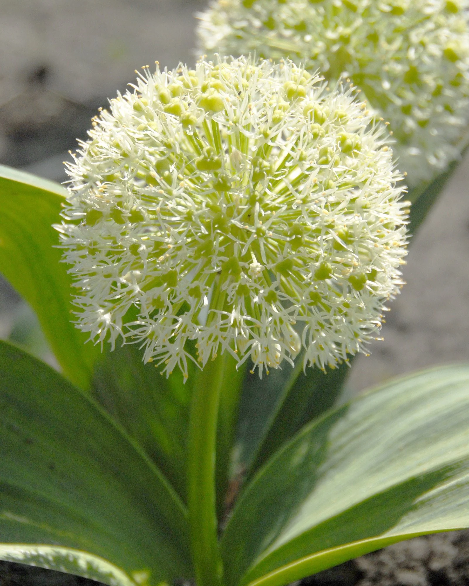 Allium karativiense 'Ivory Queen'