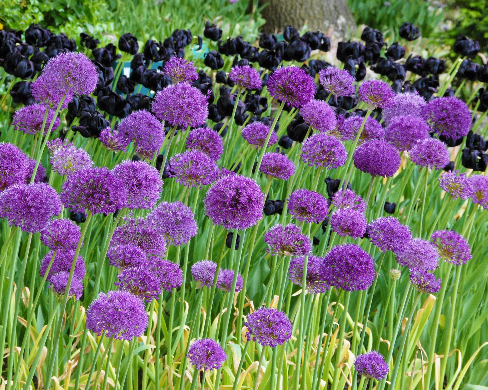 Allium 'Purple Sensation' - Image 2