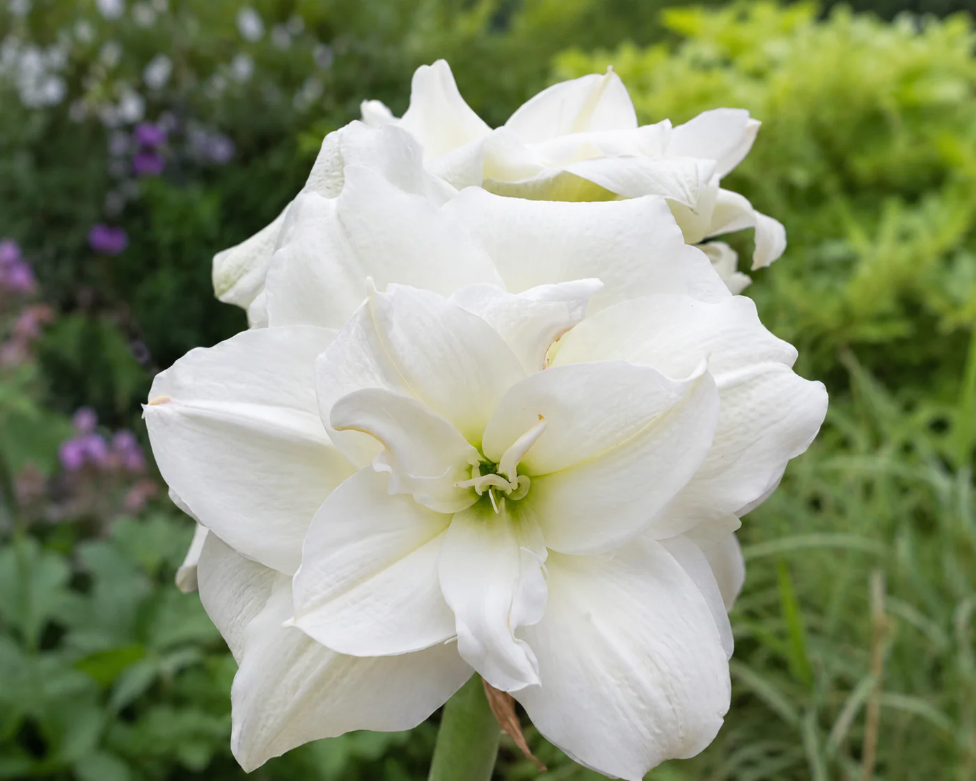 Amaryllis 'Wimbledon' - Image 4