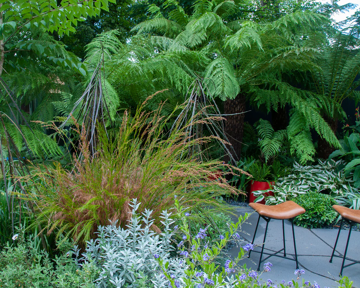 Artemisia 'Silver Queen' - Image 4