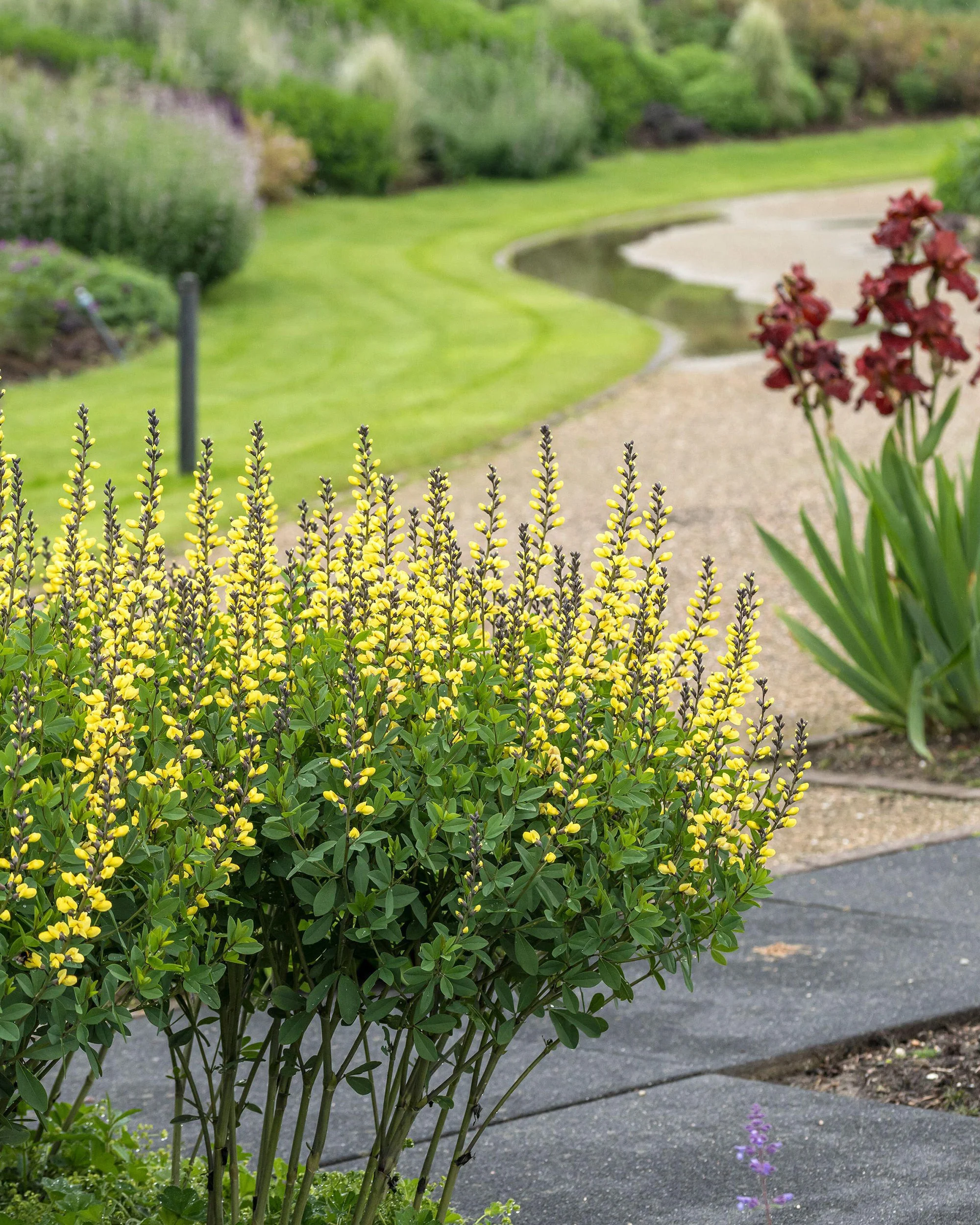 Baptisia 'Lemon Meringue' - Image 3