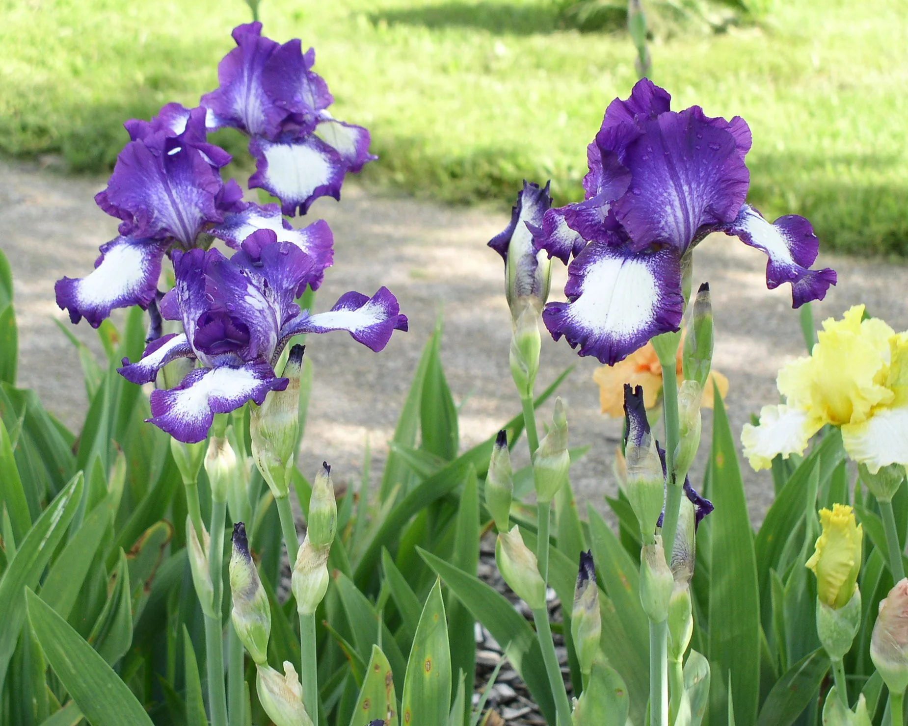 Bearded Iris 'Loop de Loop' - Image 2