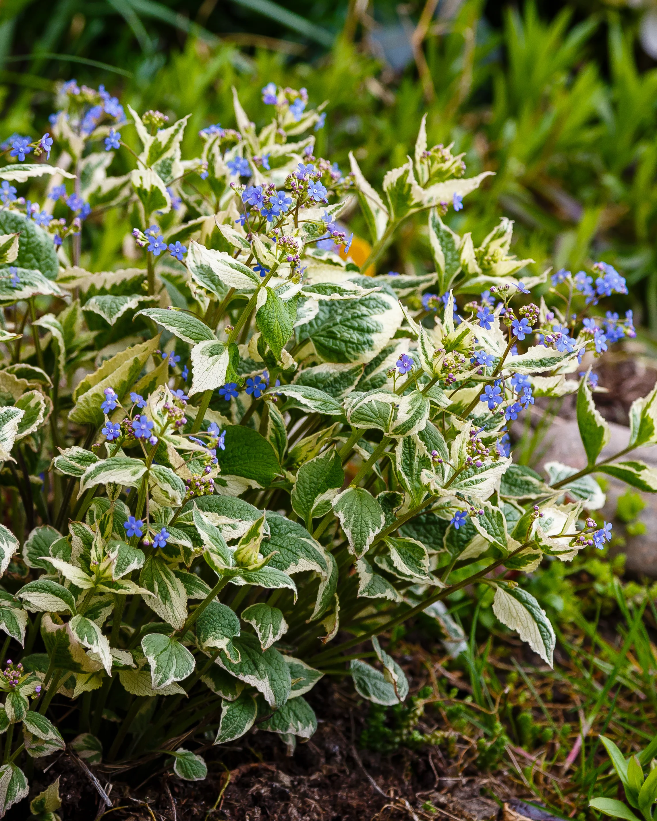 Brunnera 'Variegata' - Image 2