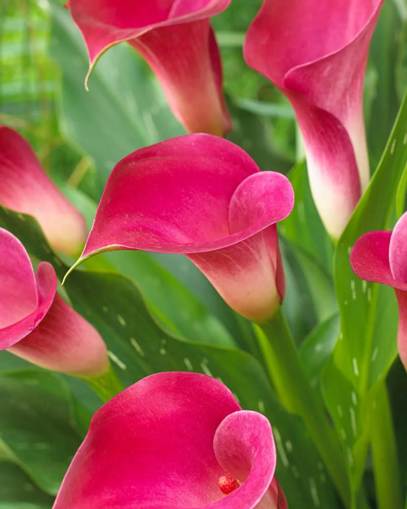 Calla 'Pink Jewel' - Image 2