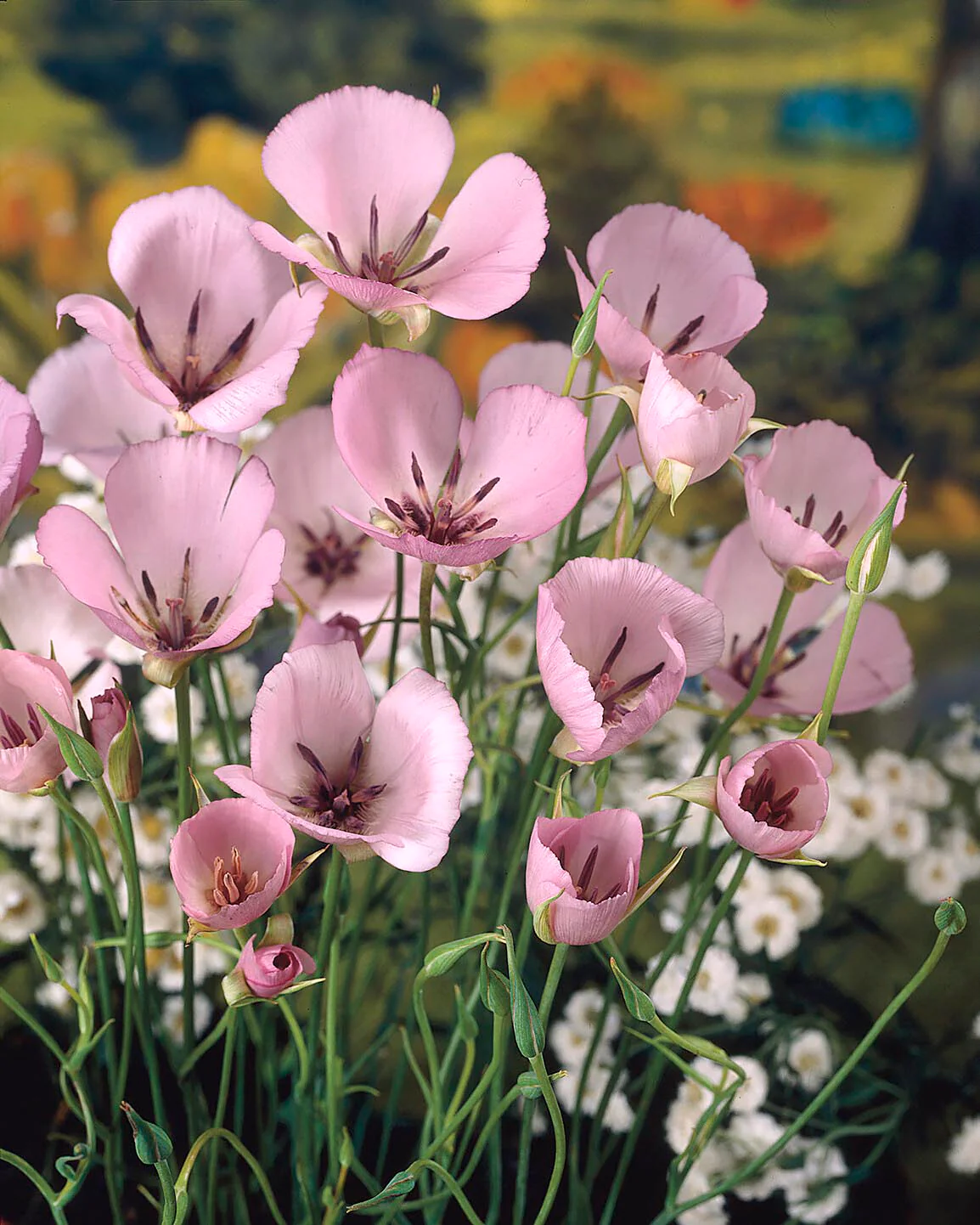 Calochortus 'Cupido'