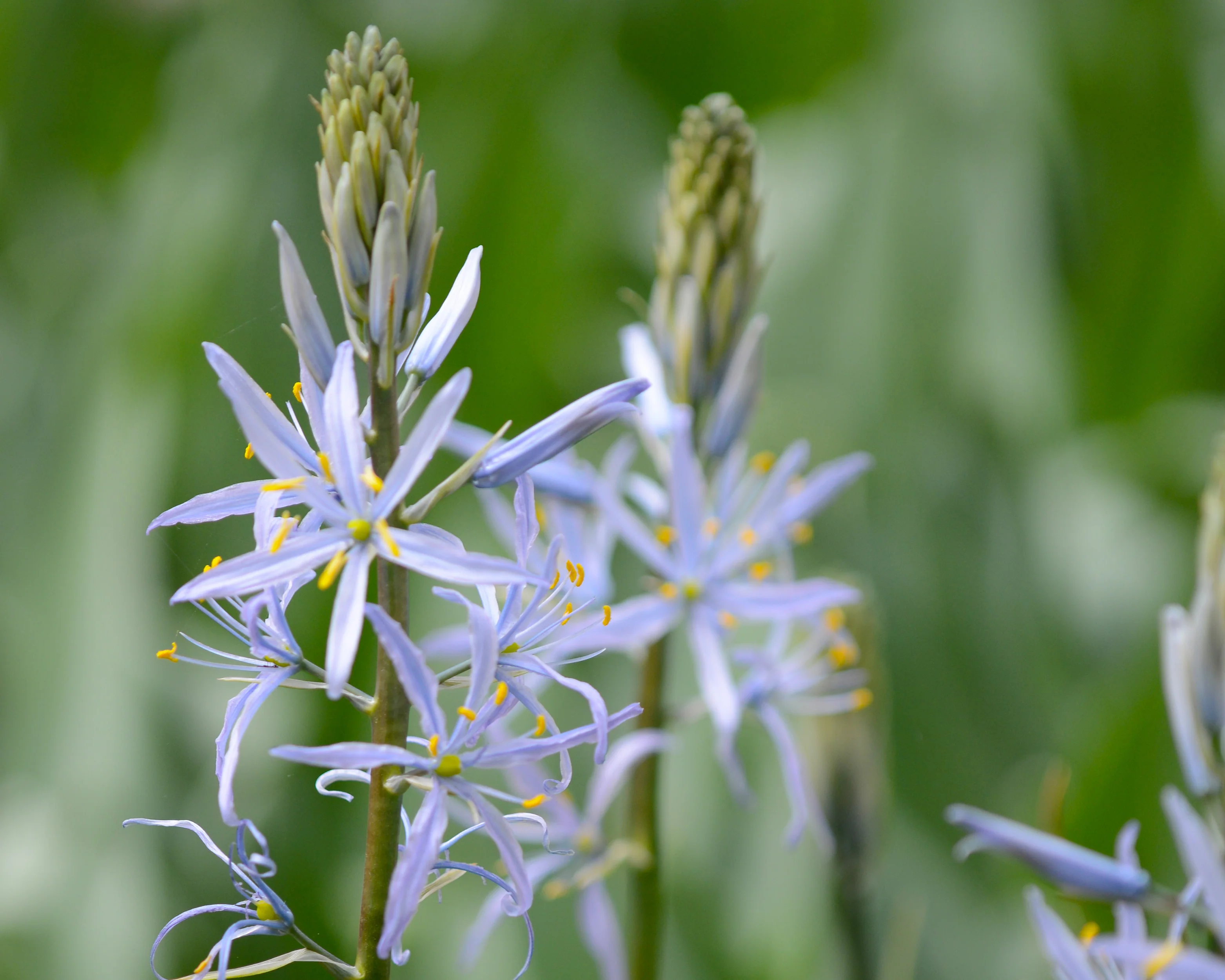 Camassia cusickii - Image 10