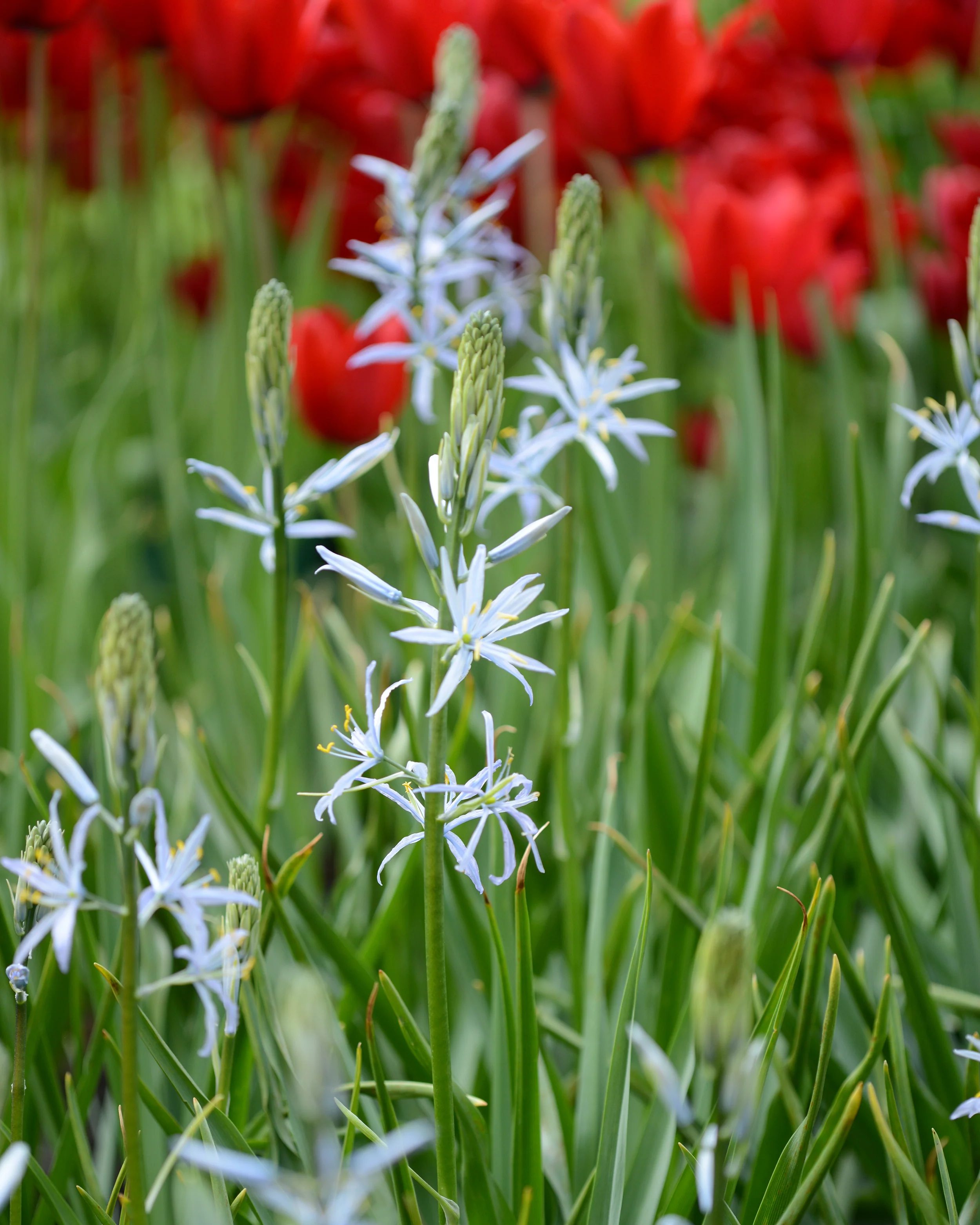 Camassia cusickii - Image 11