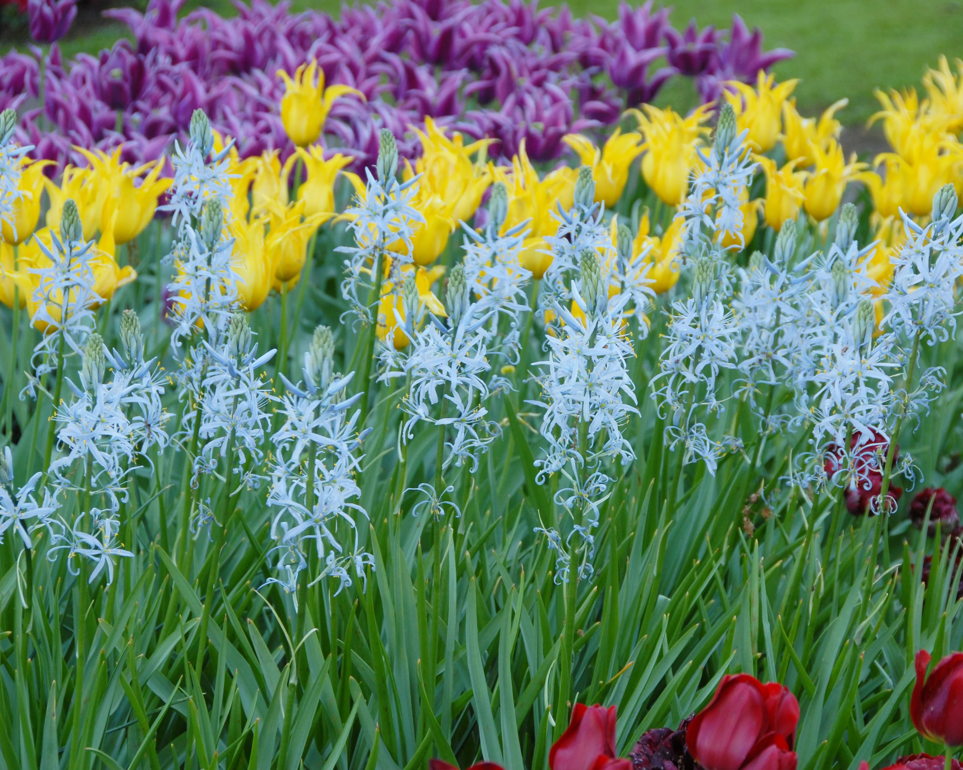 Camassia cusickii - Image 5