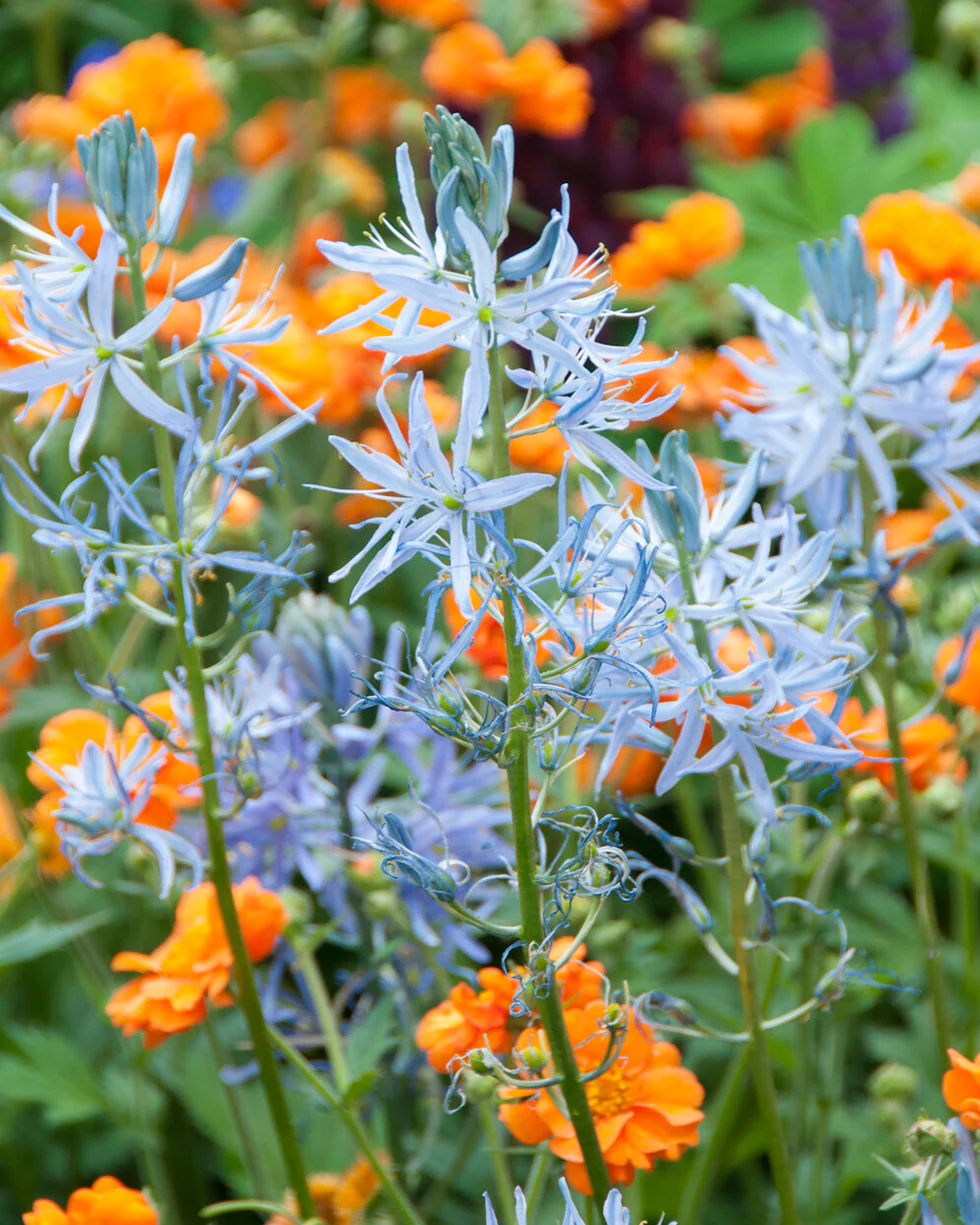 Camassia cusickii - Image 6