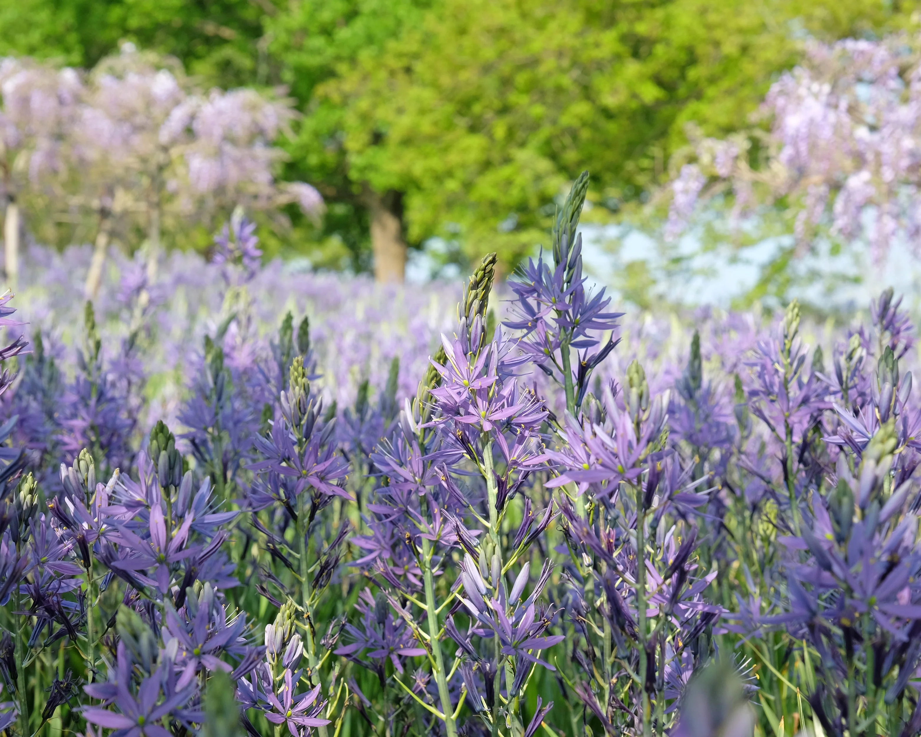 Camassia cusickii - Image 8