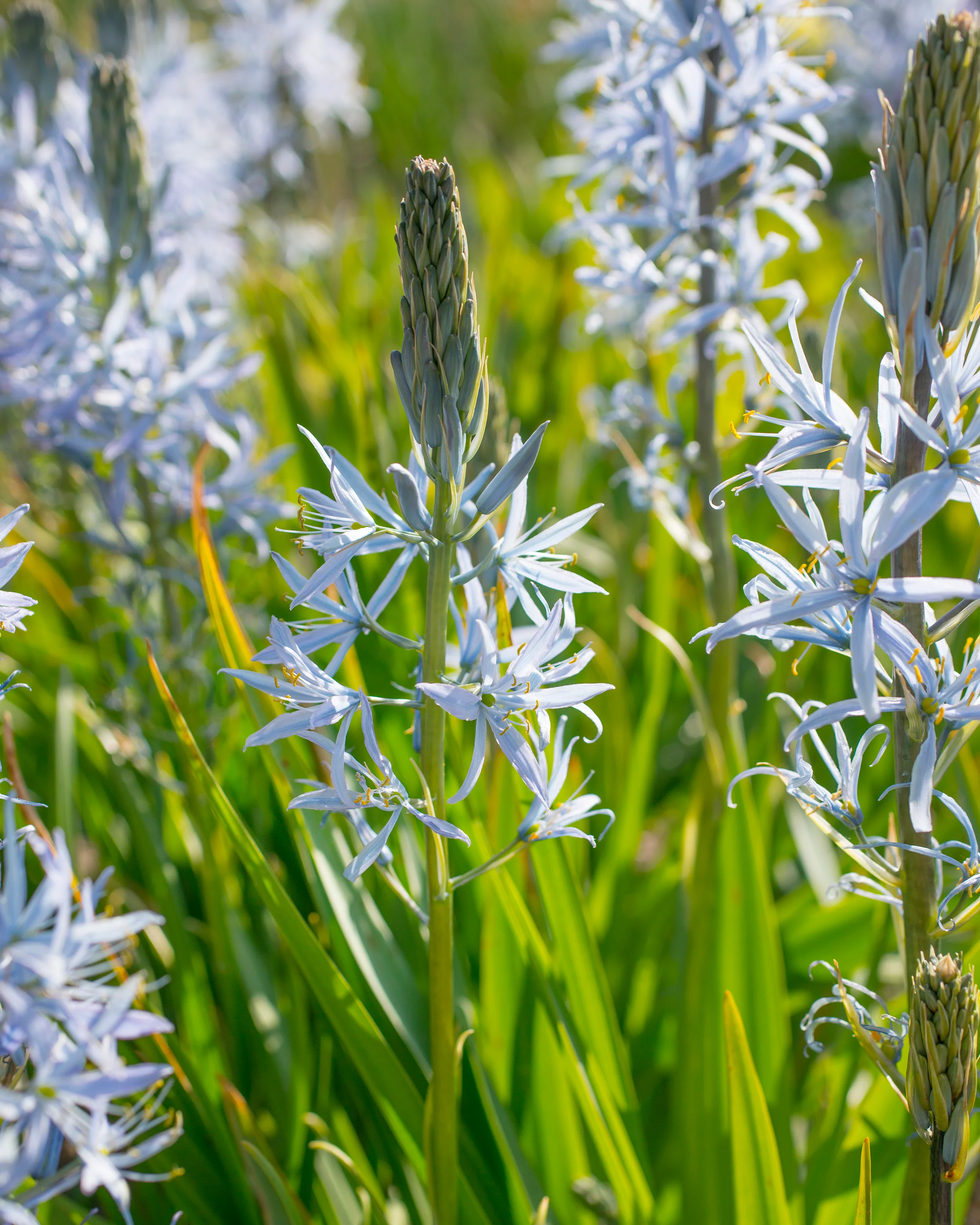 Camassia cusickii - Image 9