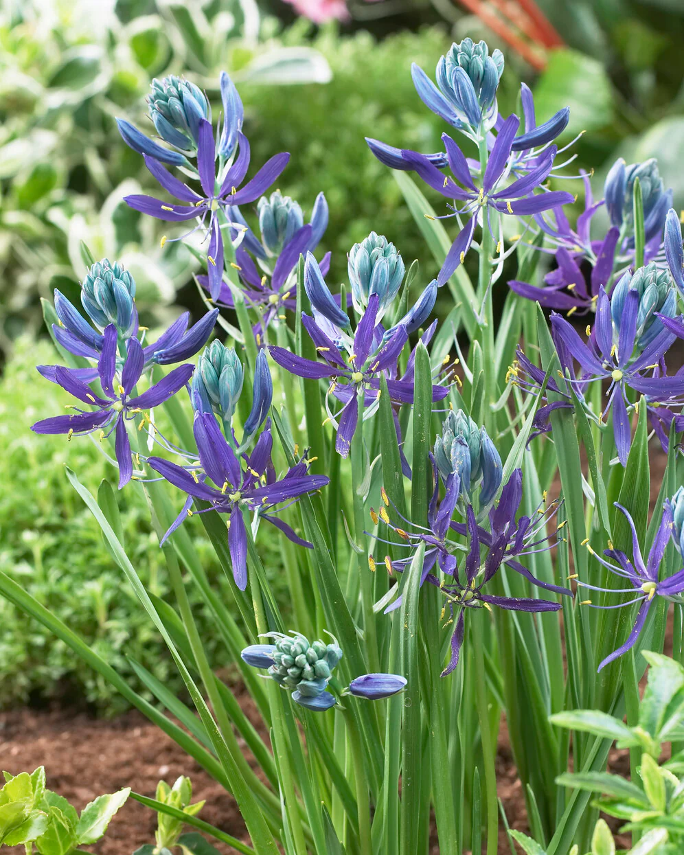 Camassia quamash - Image 6