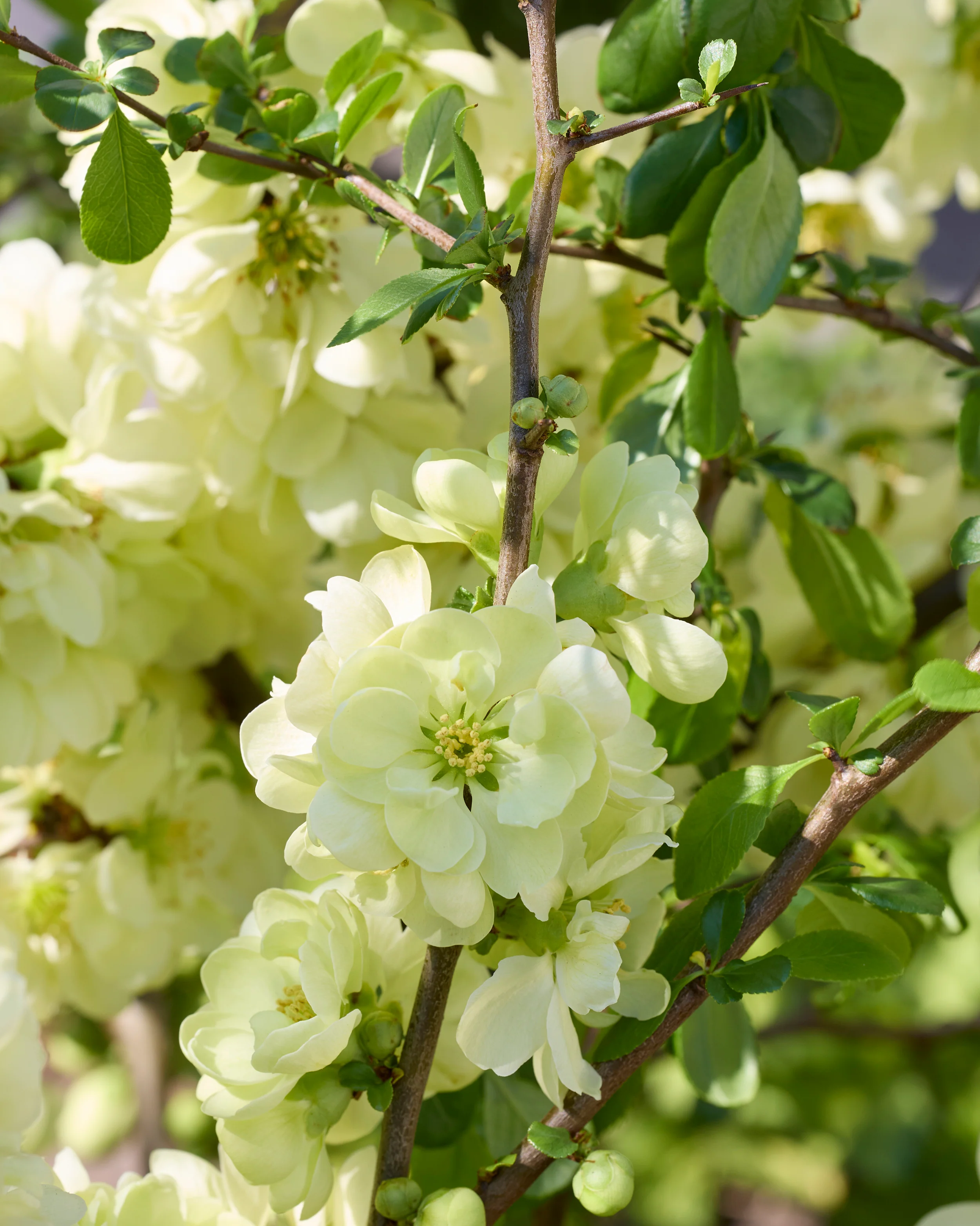 Chaenomeles 'Lemon Sorbet' - Image 6