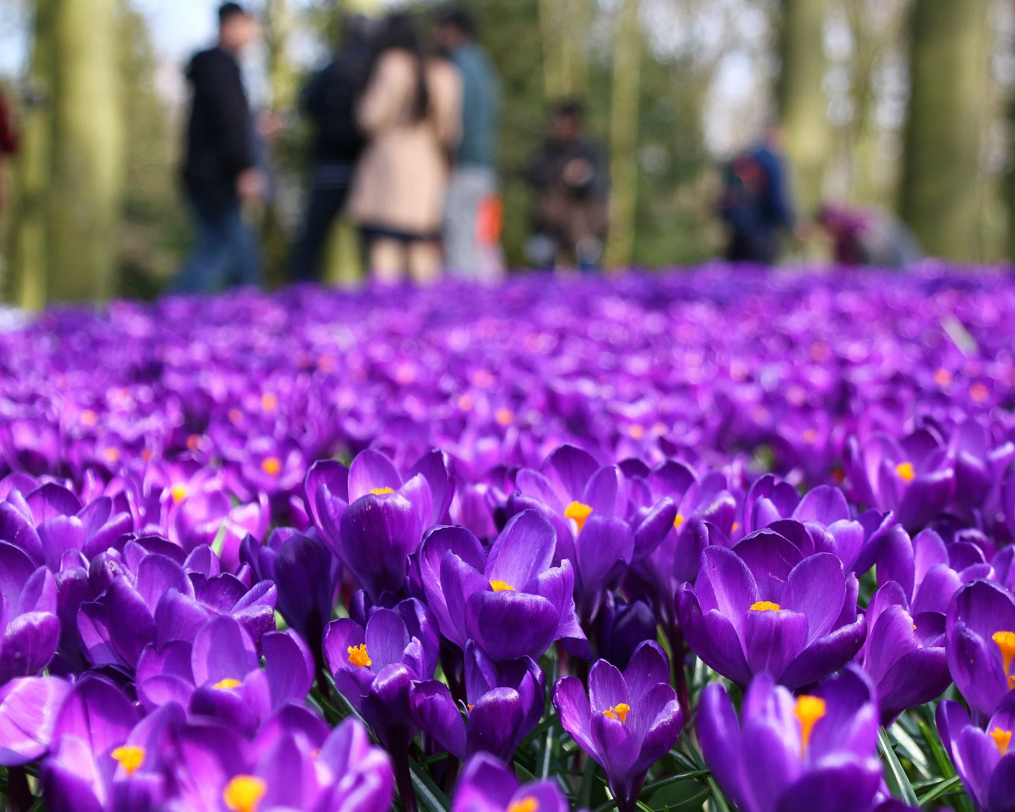 Crocus 'Flower Record' - Image 2