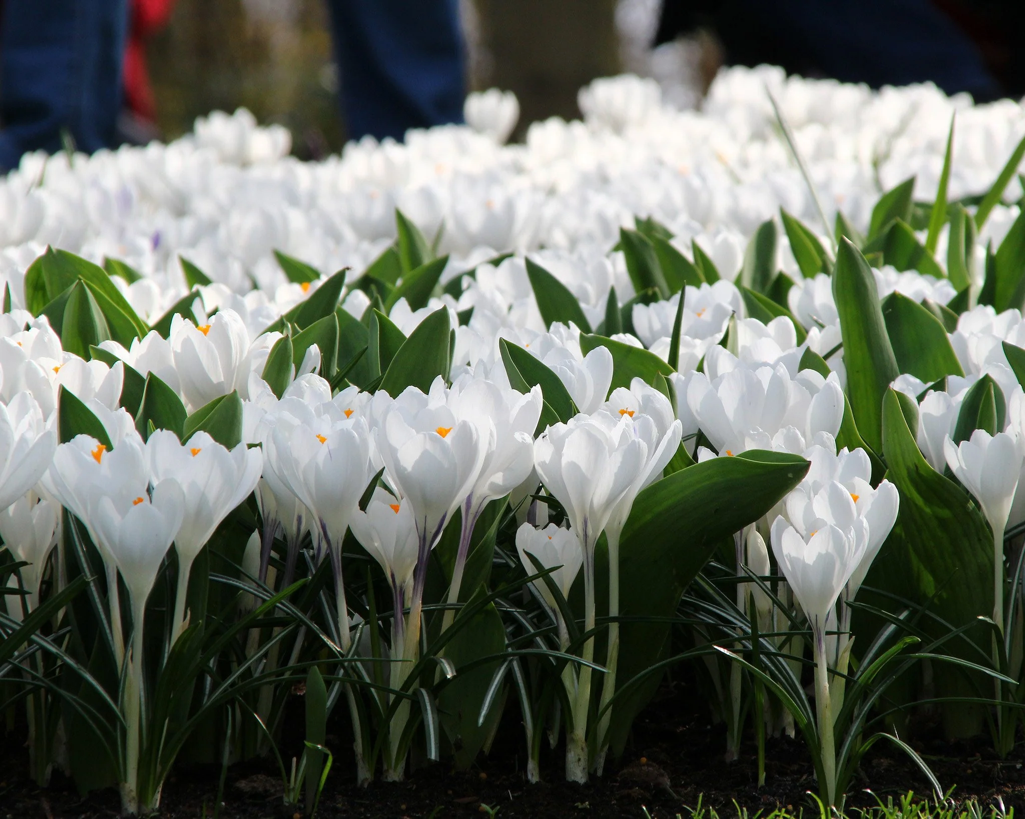 Crocus 'Jeanne d'Arc' - Image 2