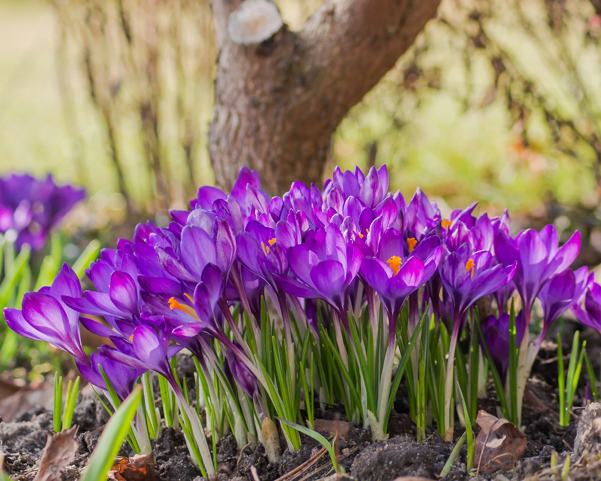 Crocus 'Ruby Giant' - Image 2