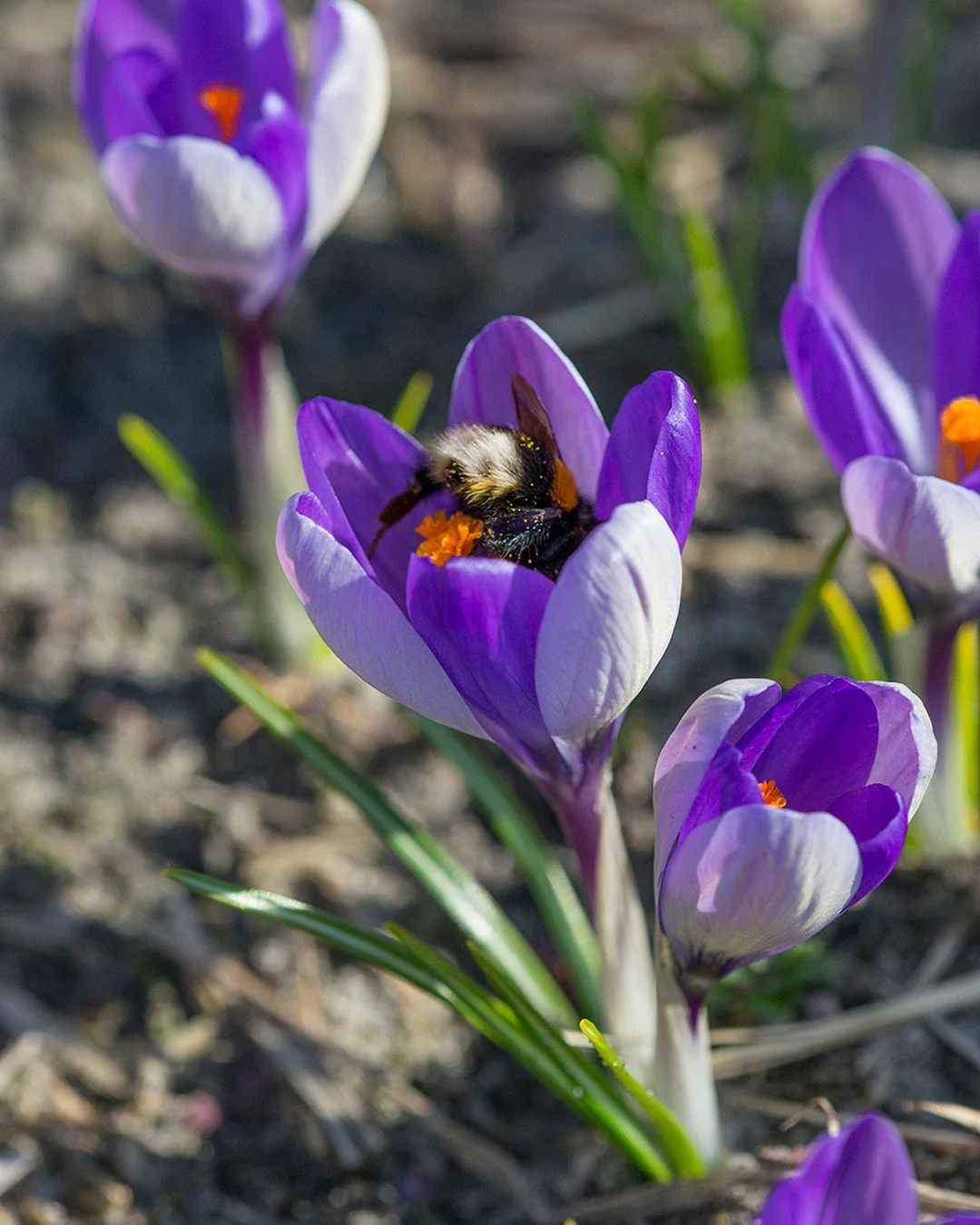 Crocus 'Yalta' - Image 2
