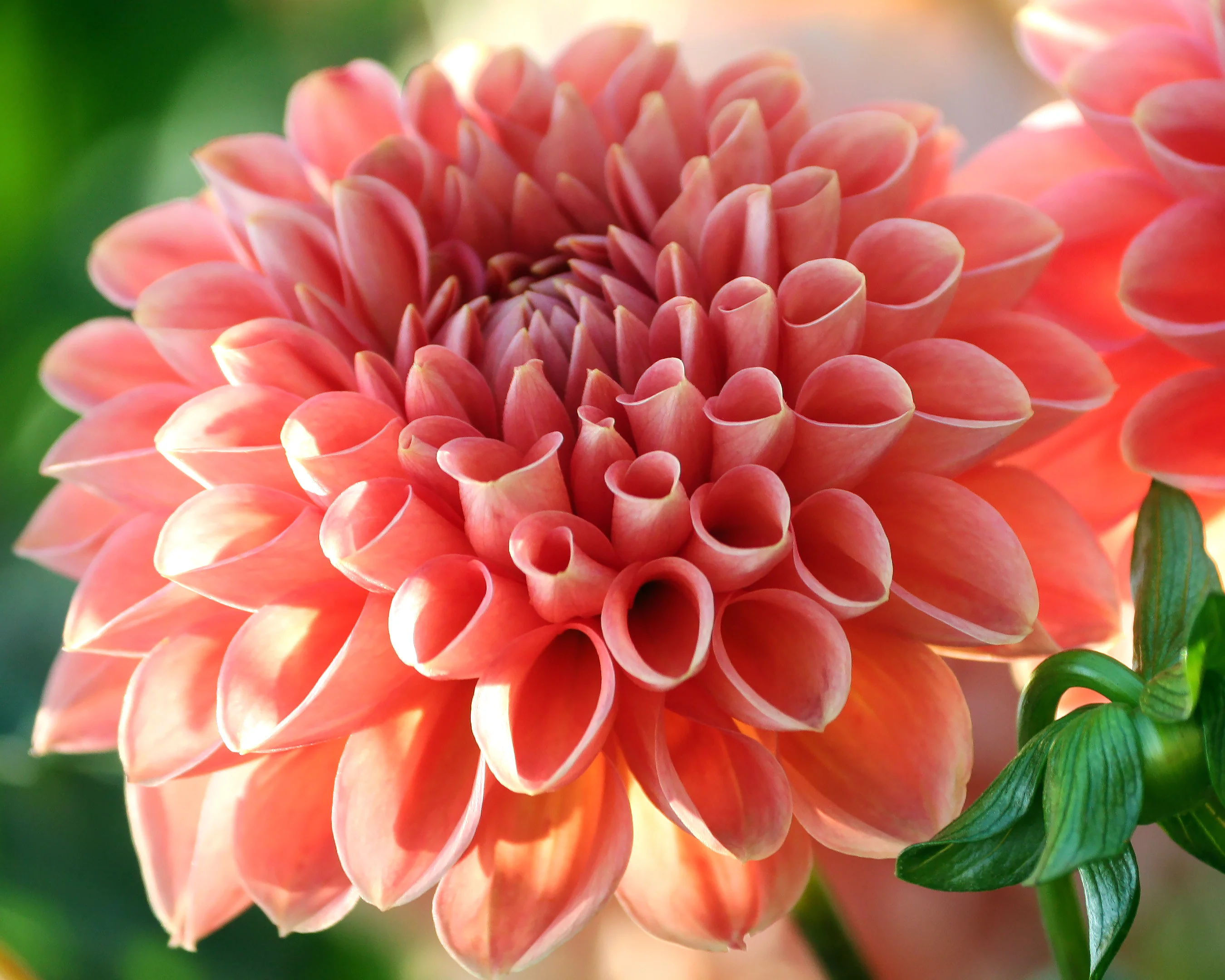 Dahlia 'Linda's Baby' - Image 2