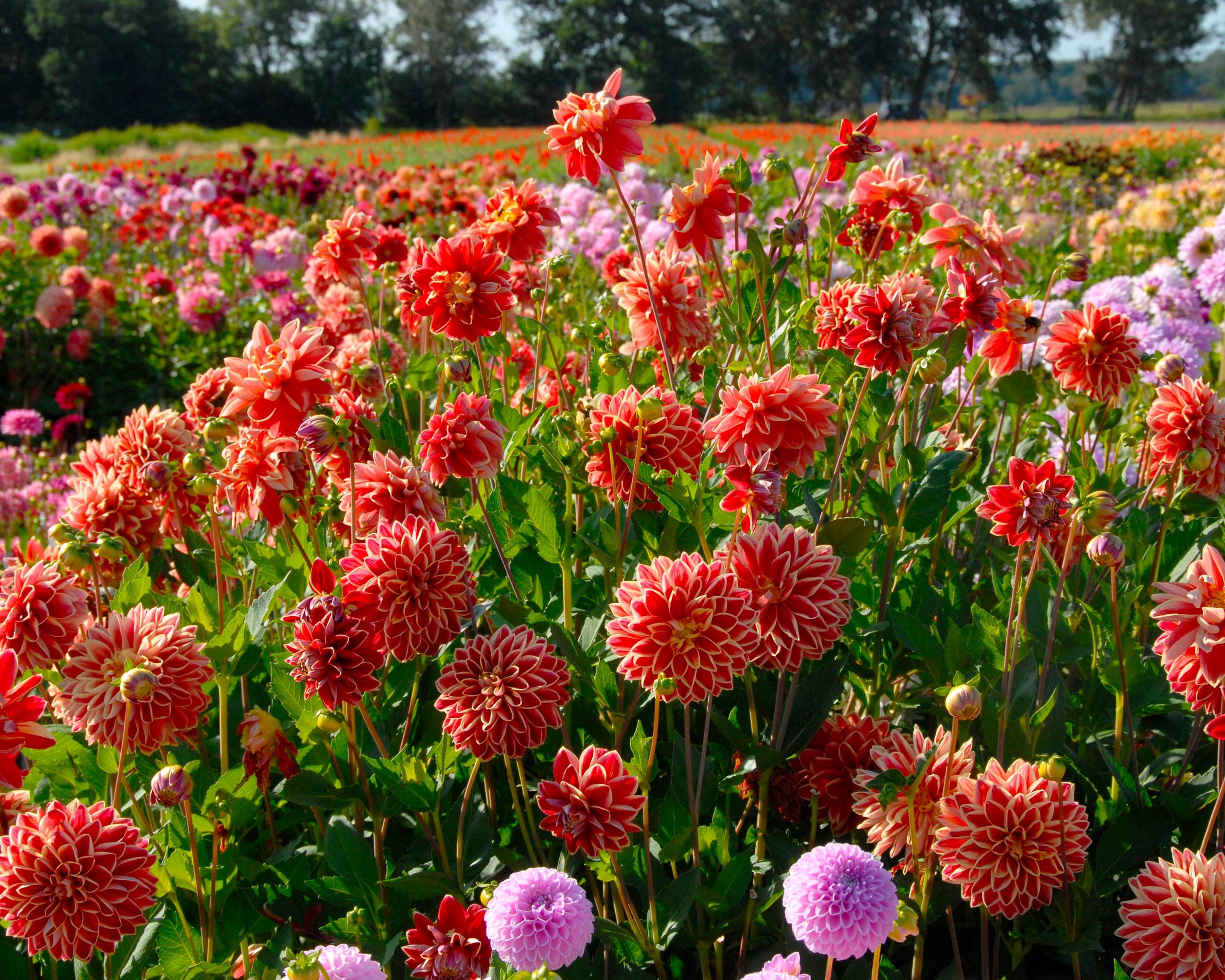 Dahlia 'Maxime' - Image 2