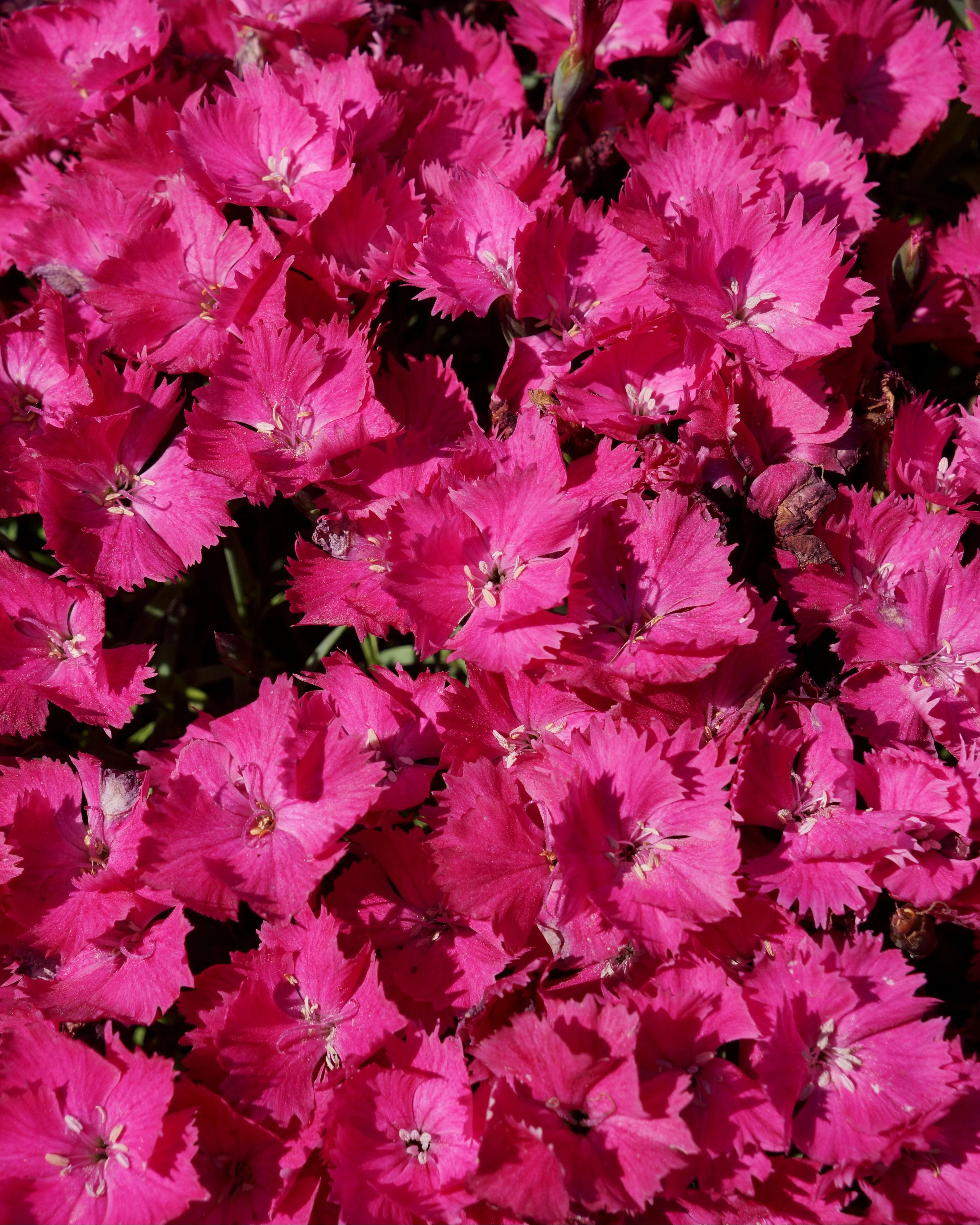 Dianthus 'Vivid Bright Light' - Image 11