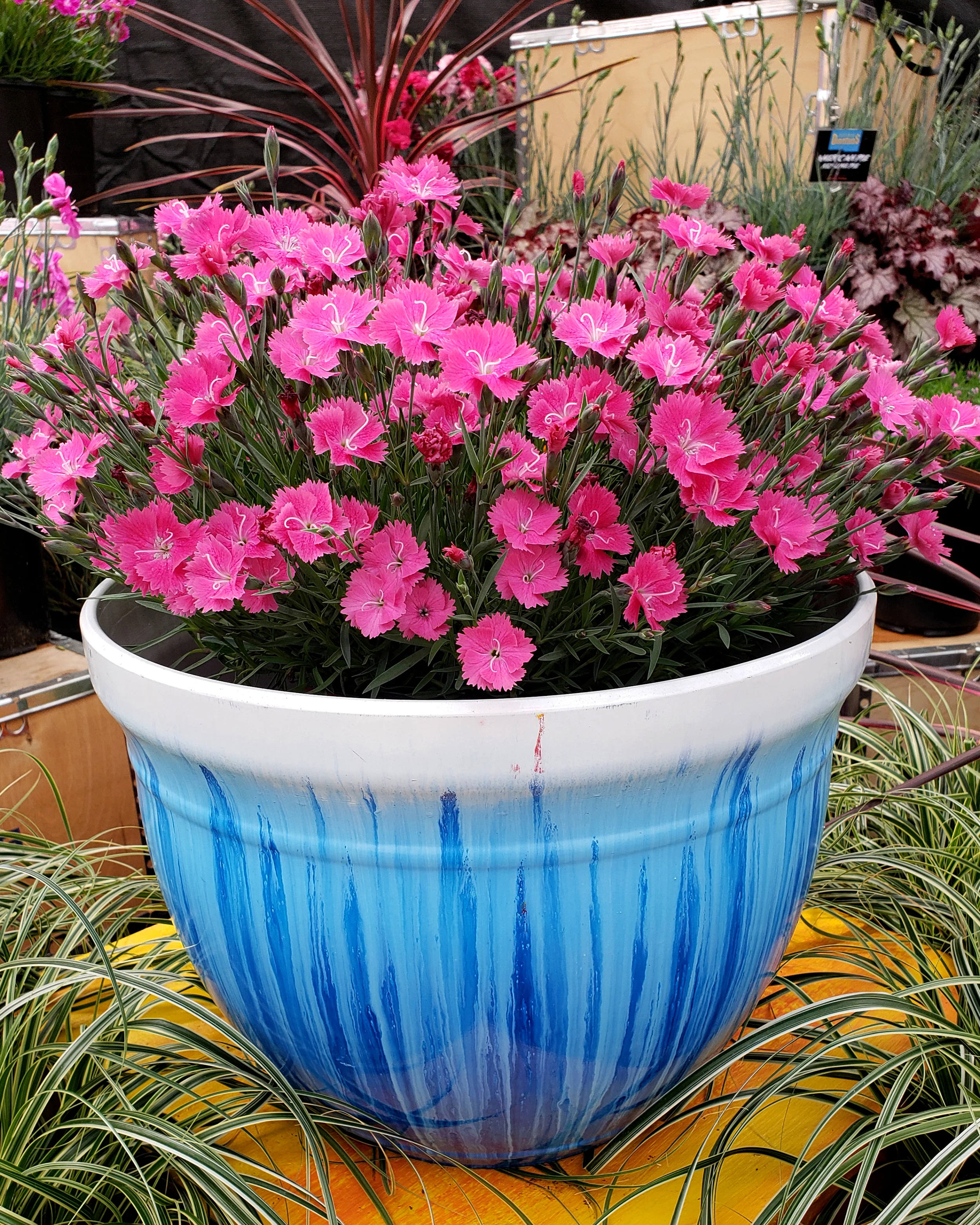 Dianthus 'Vivid Bright Light' - Image 8