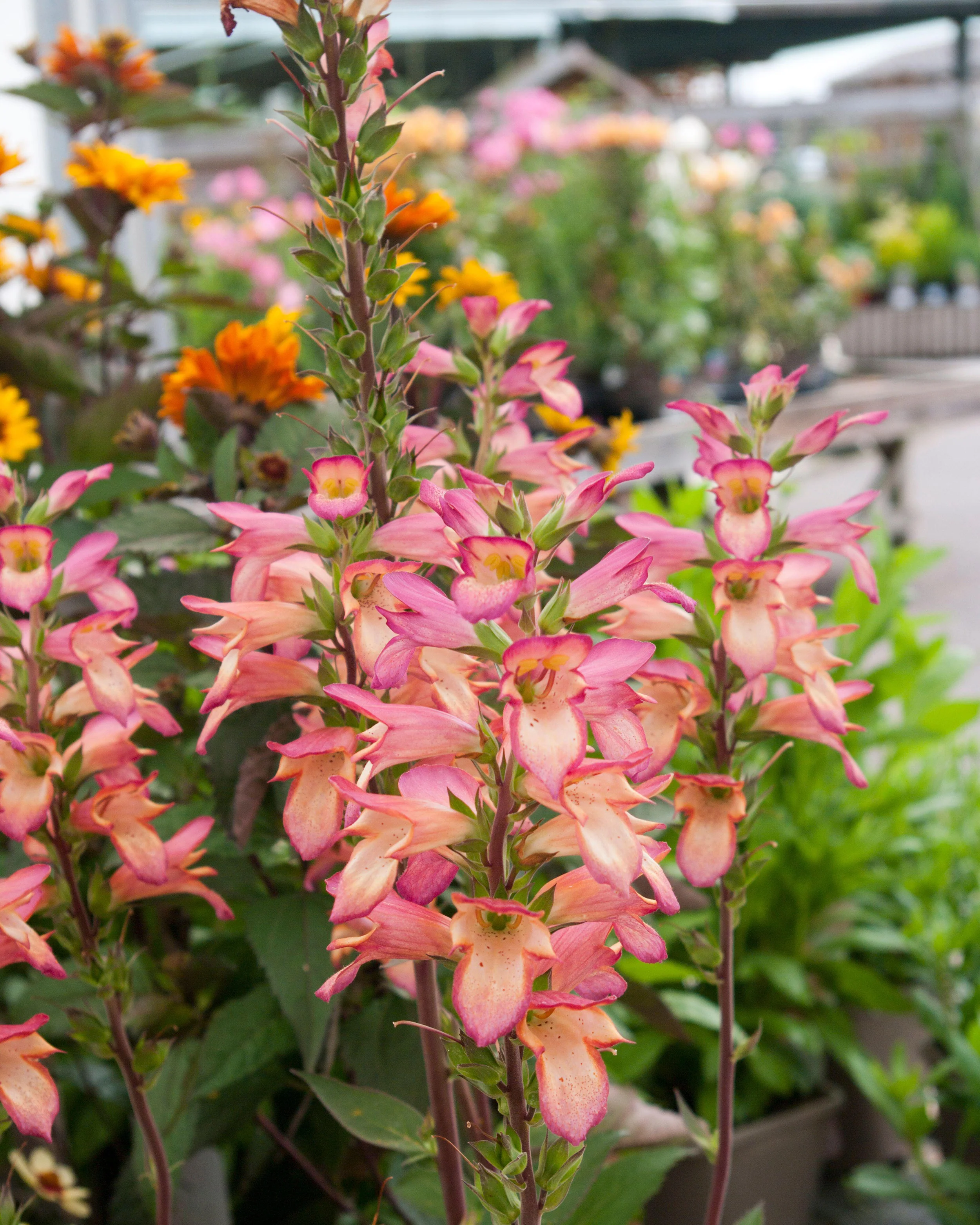 Digitalis 'Falcon Fire' - Image 2
