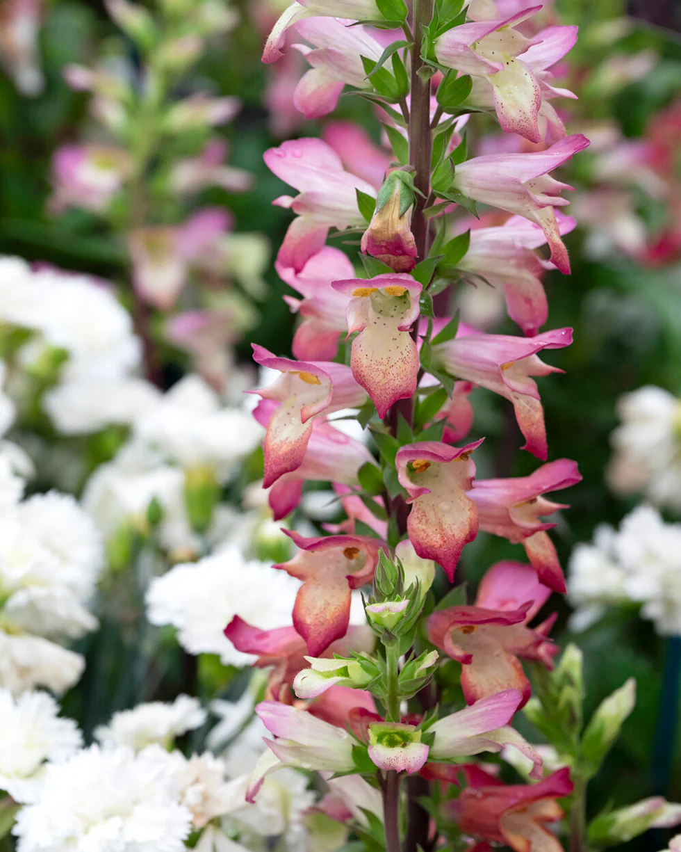 Digitalis 'Falcon Fire' - Image 3