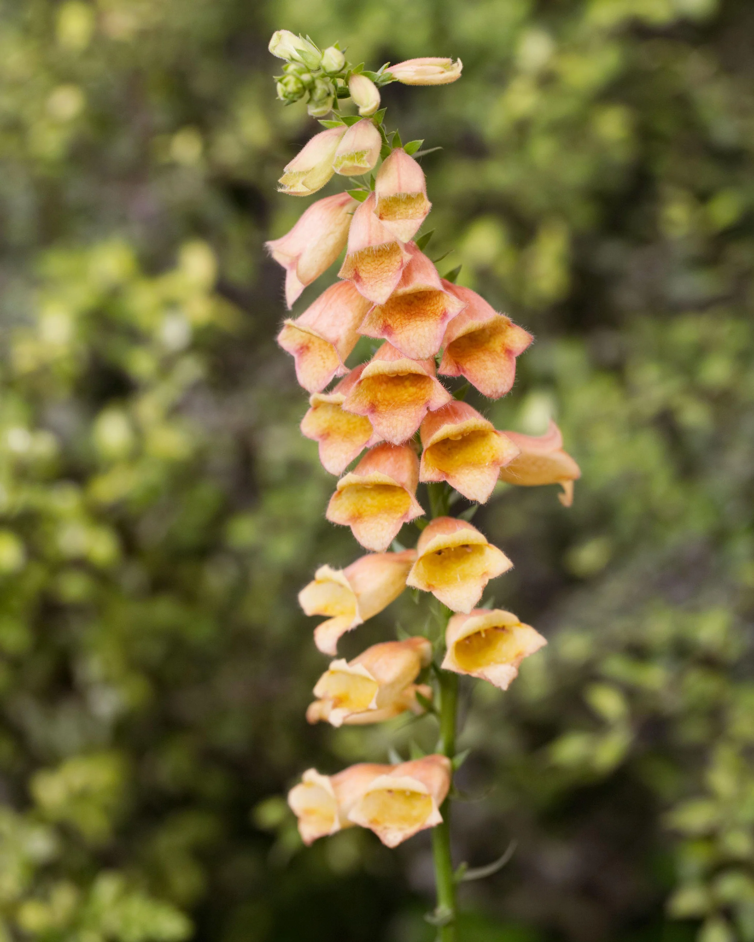 Digitalis 'Goldcrest' - Image 6