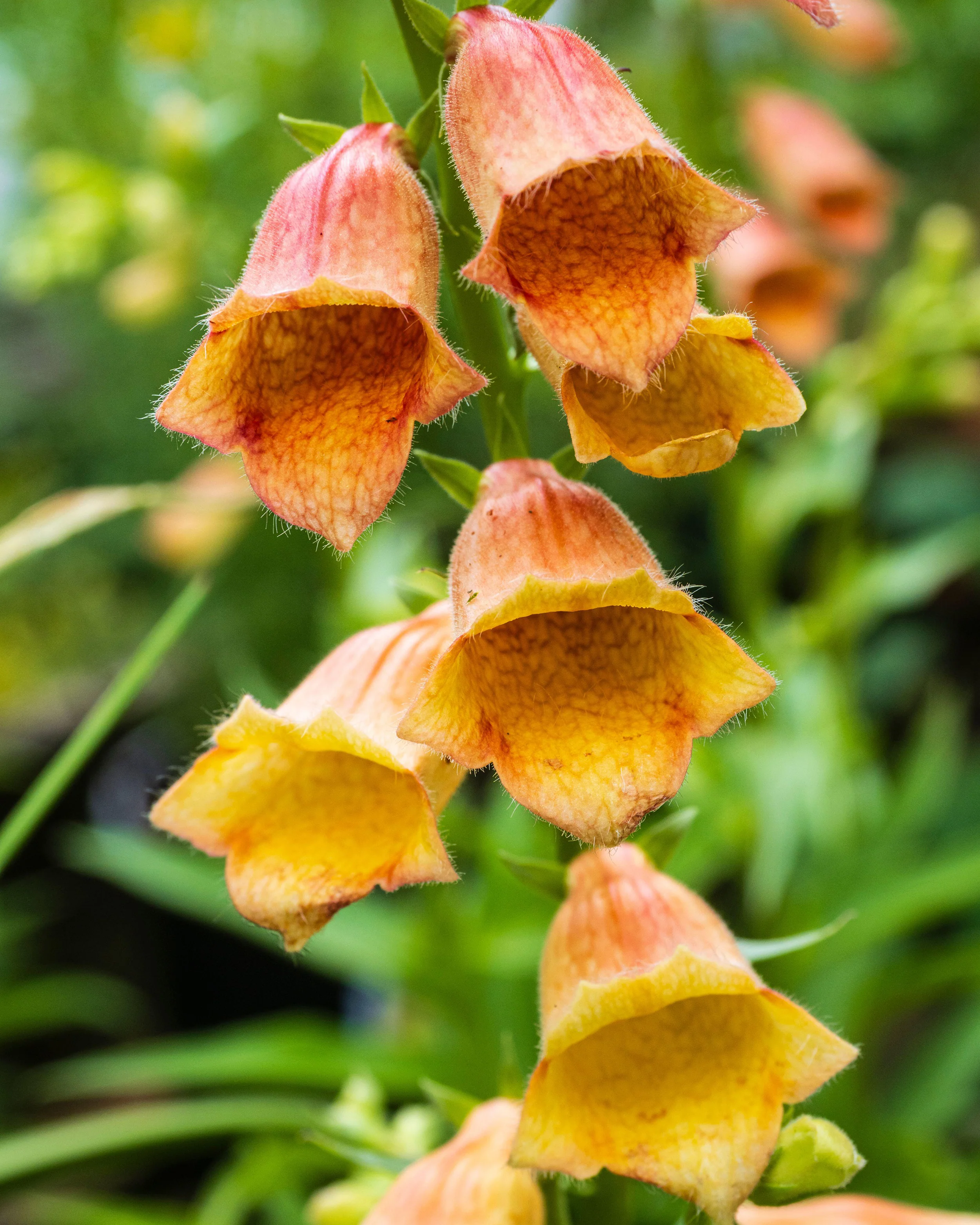 Digitalis 'Goldcrest' - Image 7