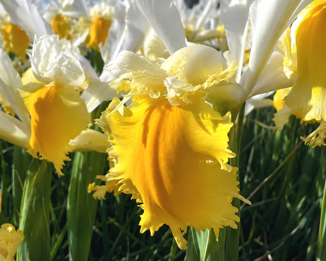 Dutch Iris 'Lemon Shark' - Image 3