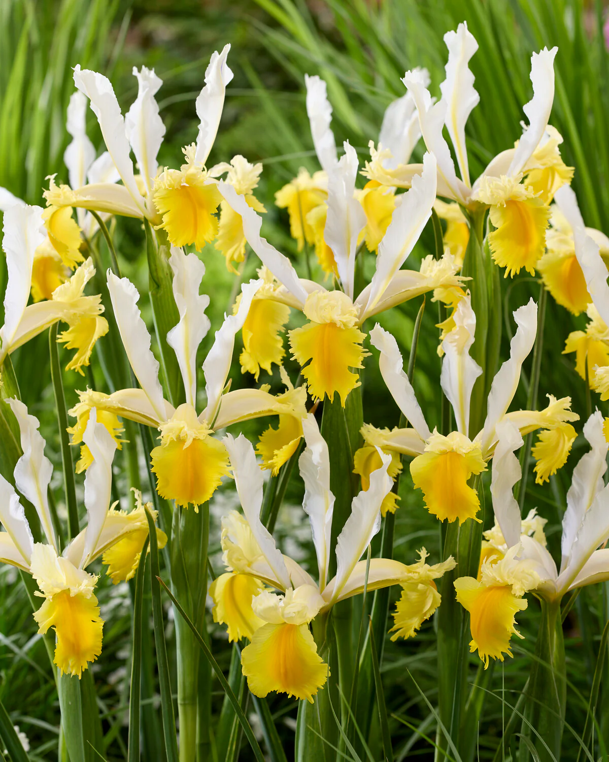 Dutch Iris 'Lemon Shark' - Image 4