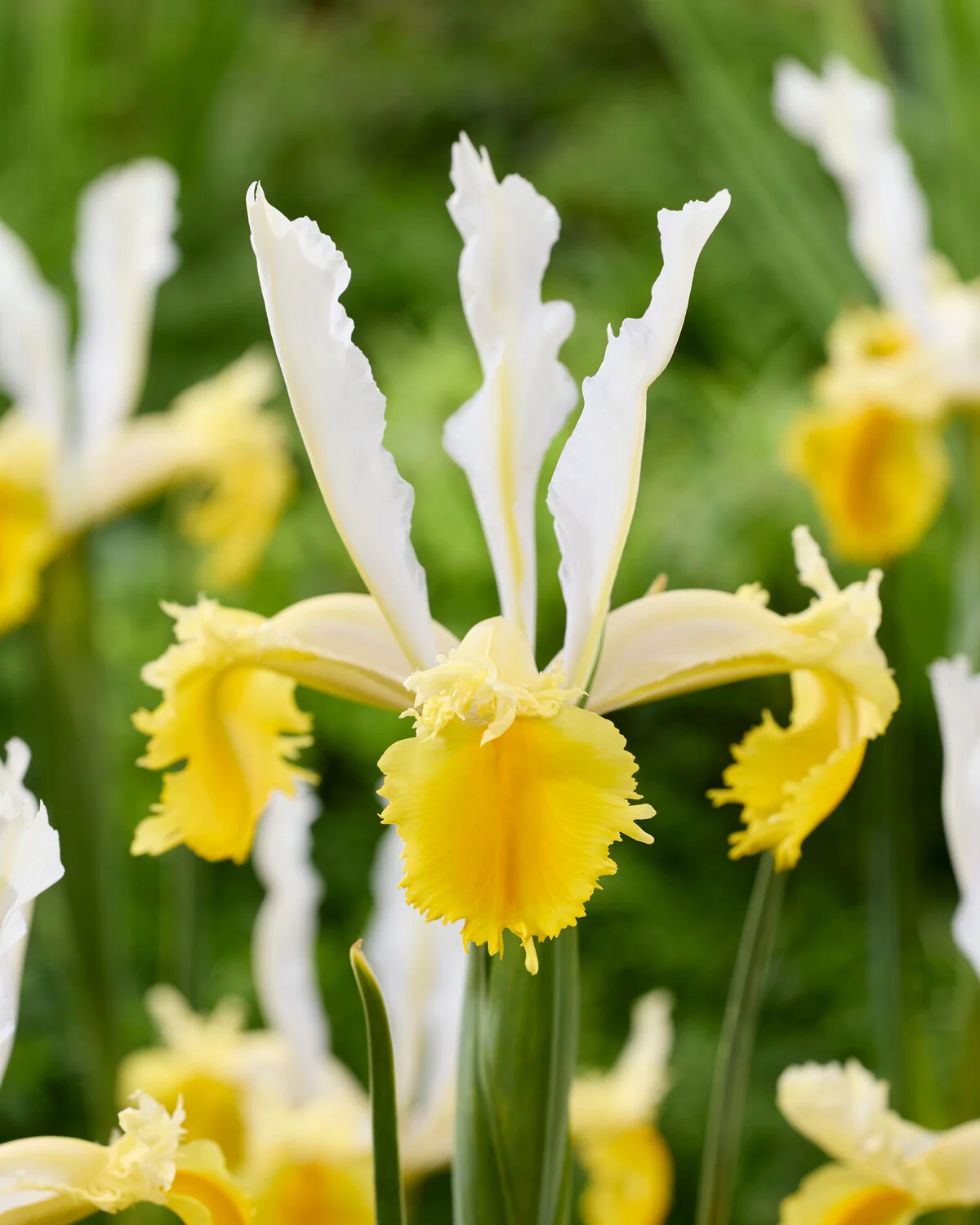 Dutch Iris 'Lemon Shark' - Image 5