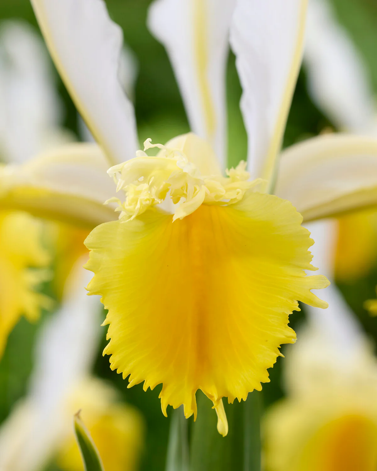 Dutch Iris 'Lemon Shark' - Image 6