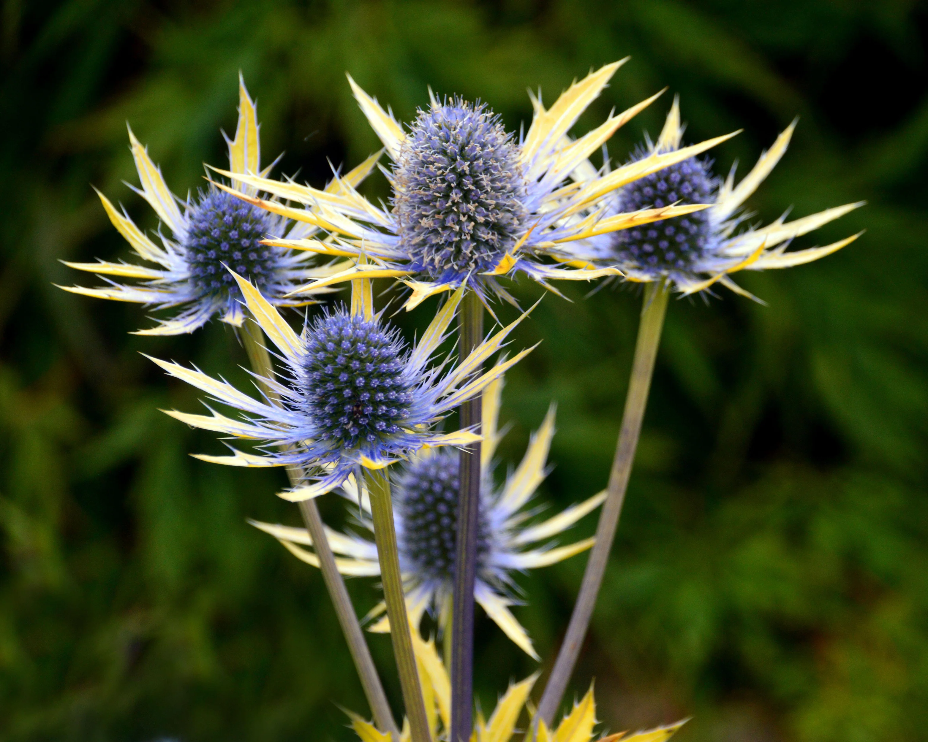 Eryngium 'Neptune's Gold' - Image 5