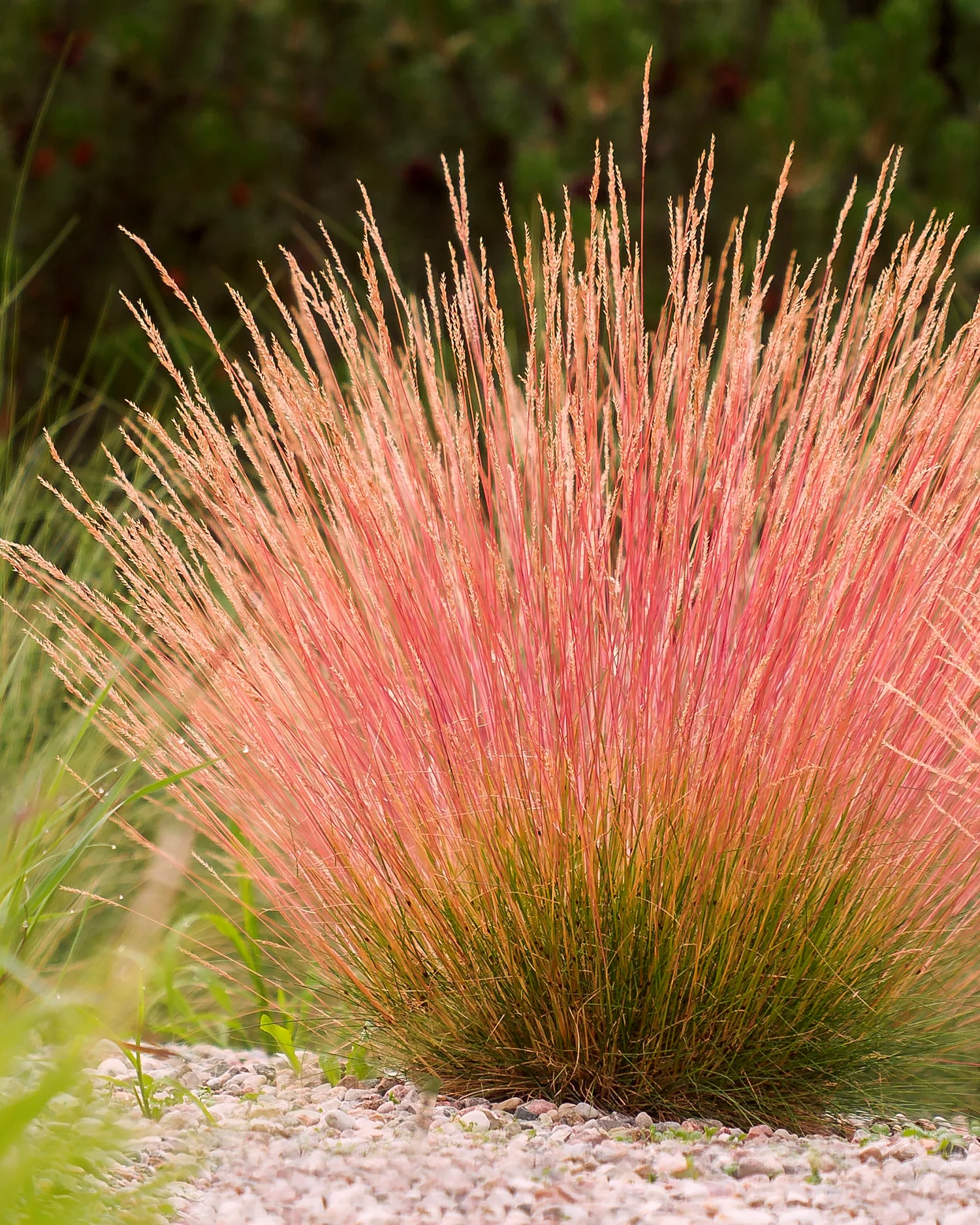 Festuca 'Sunrise'