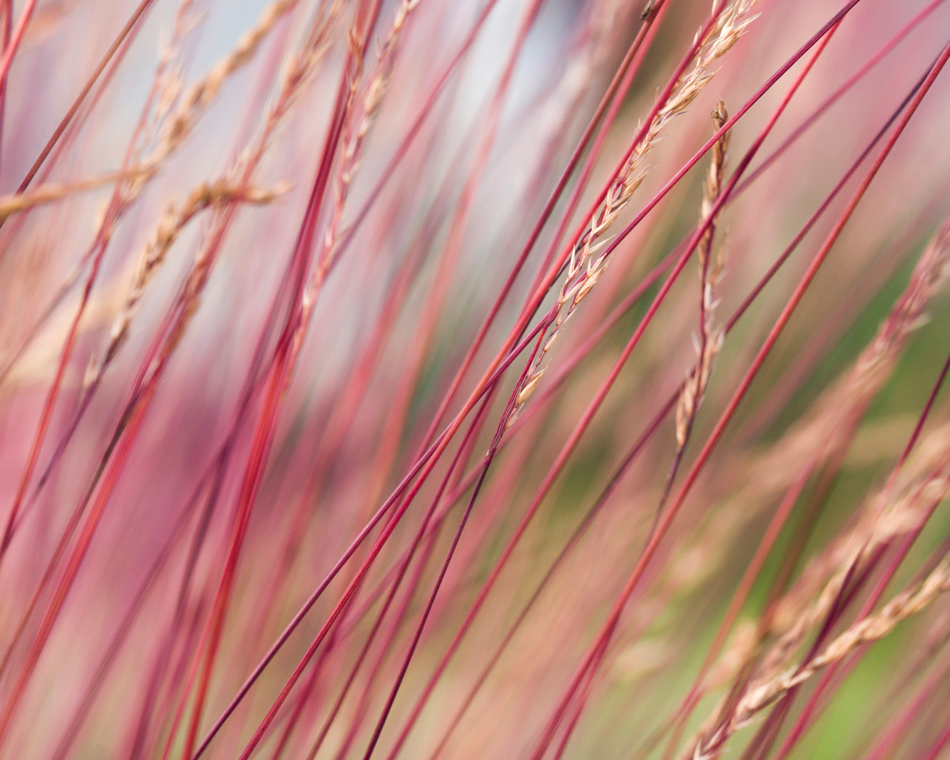 Festuca 'Sunrise' - Image 4