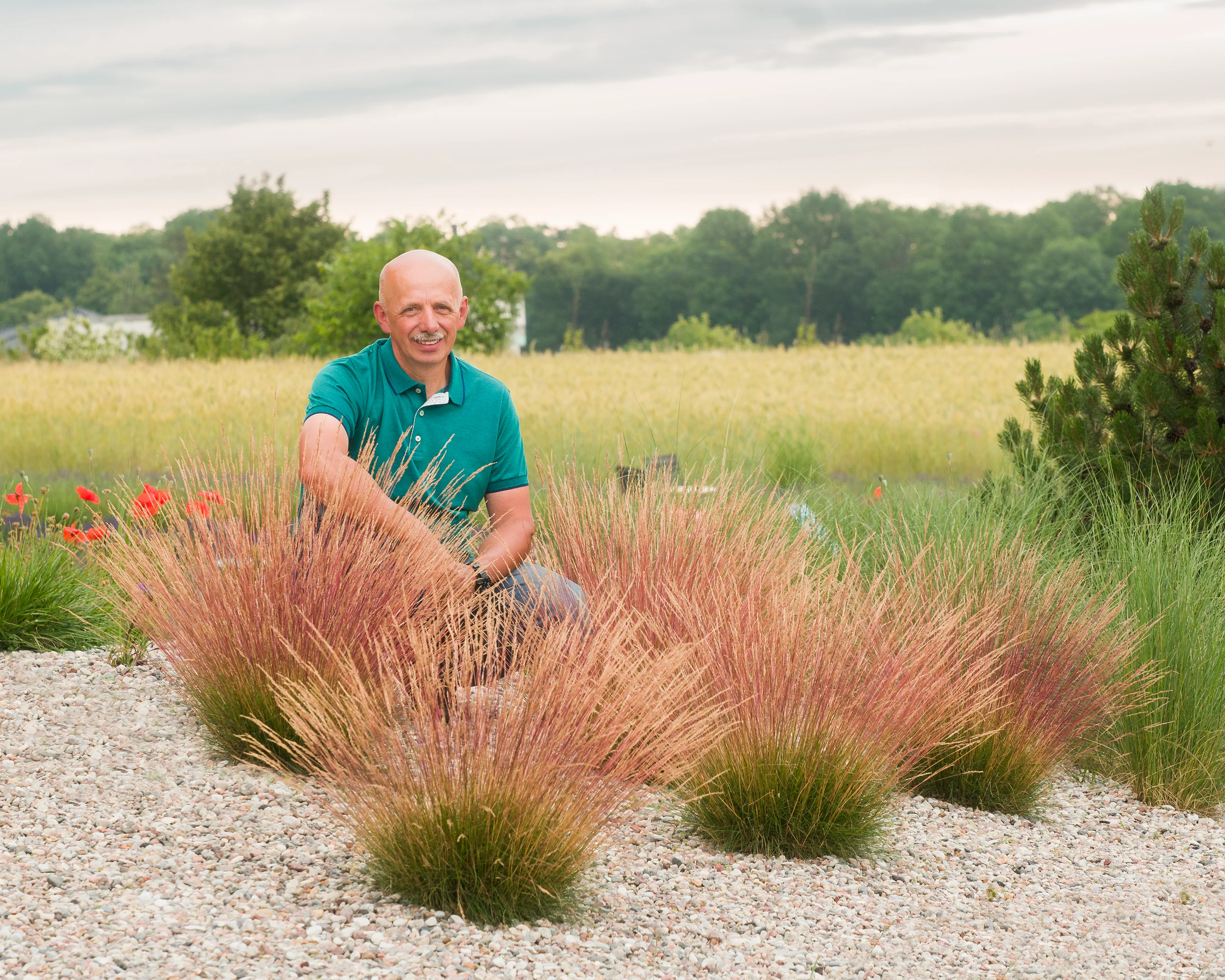 Festuca 'Sunrise' - Image 6