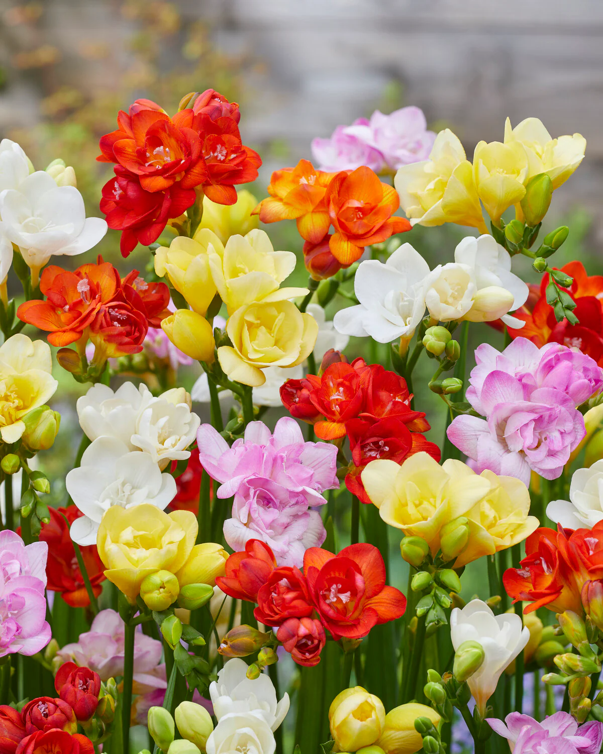 Freesia 'Double Mix' - Image 2