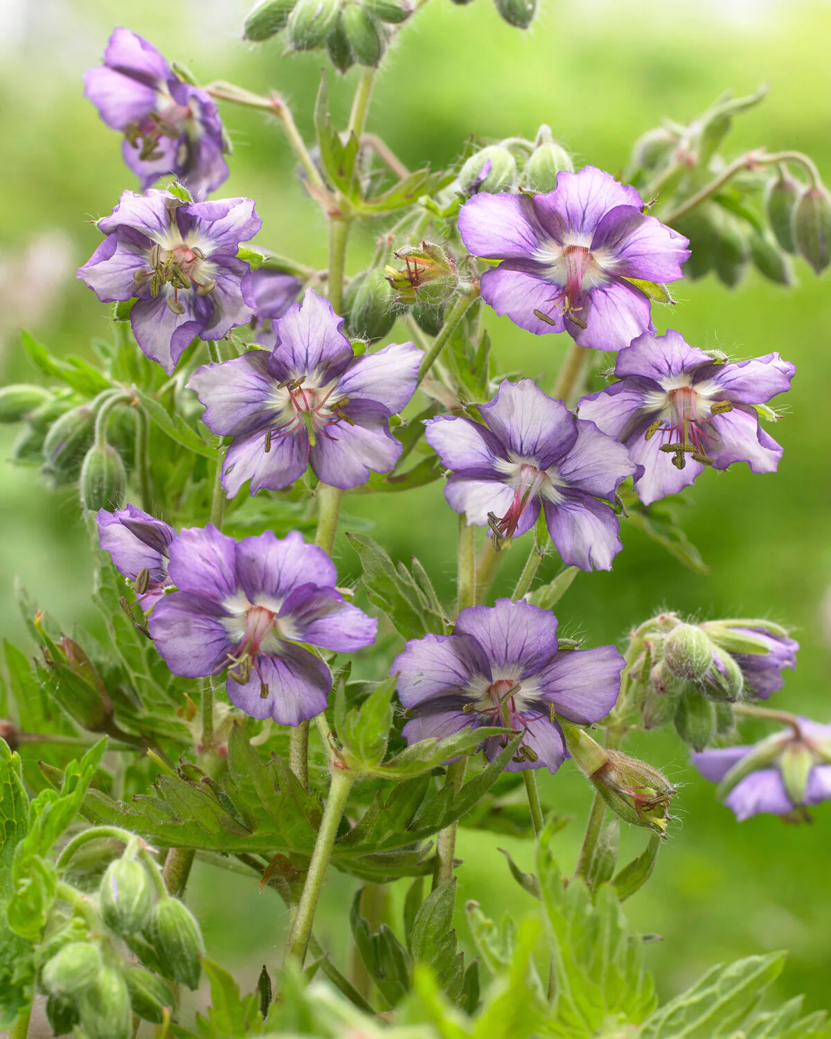 Geranium 'Kora'