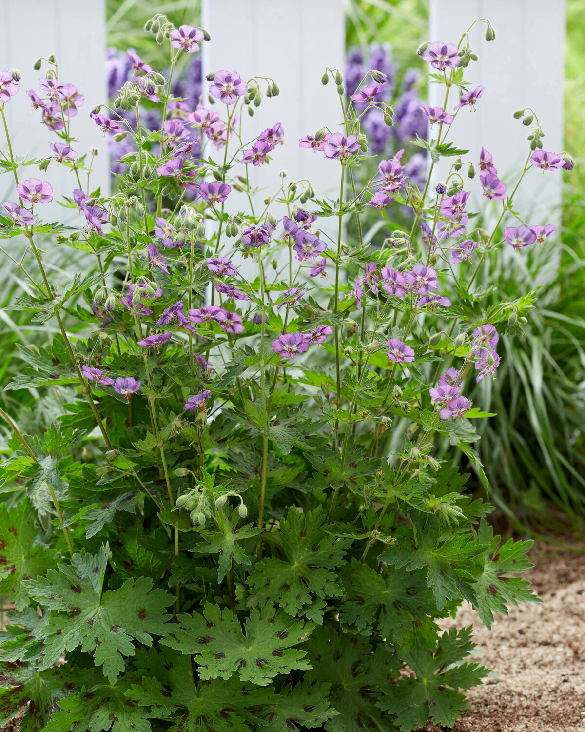 Geranium 'Kora' - Image 2
